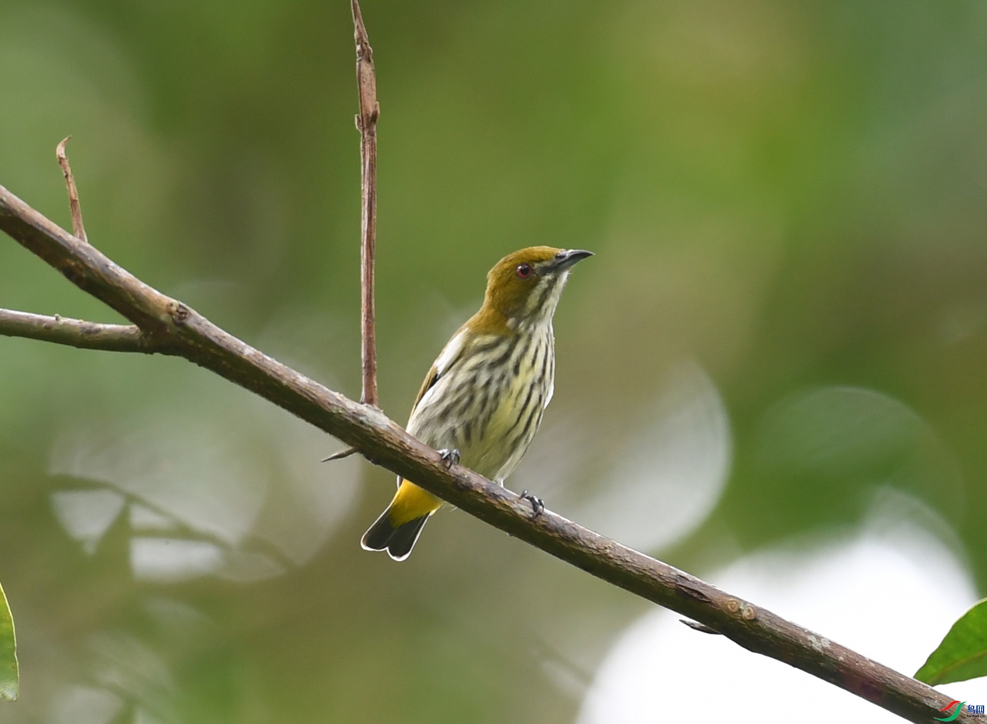 ����ϸ��  ��ʦ����������ʡ��˫���ɴ��������� ������.jpg