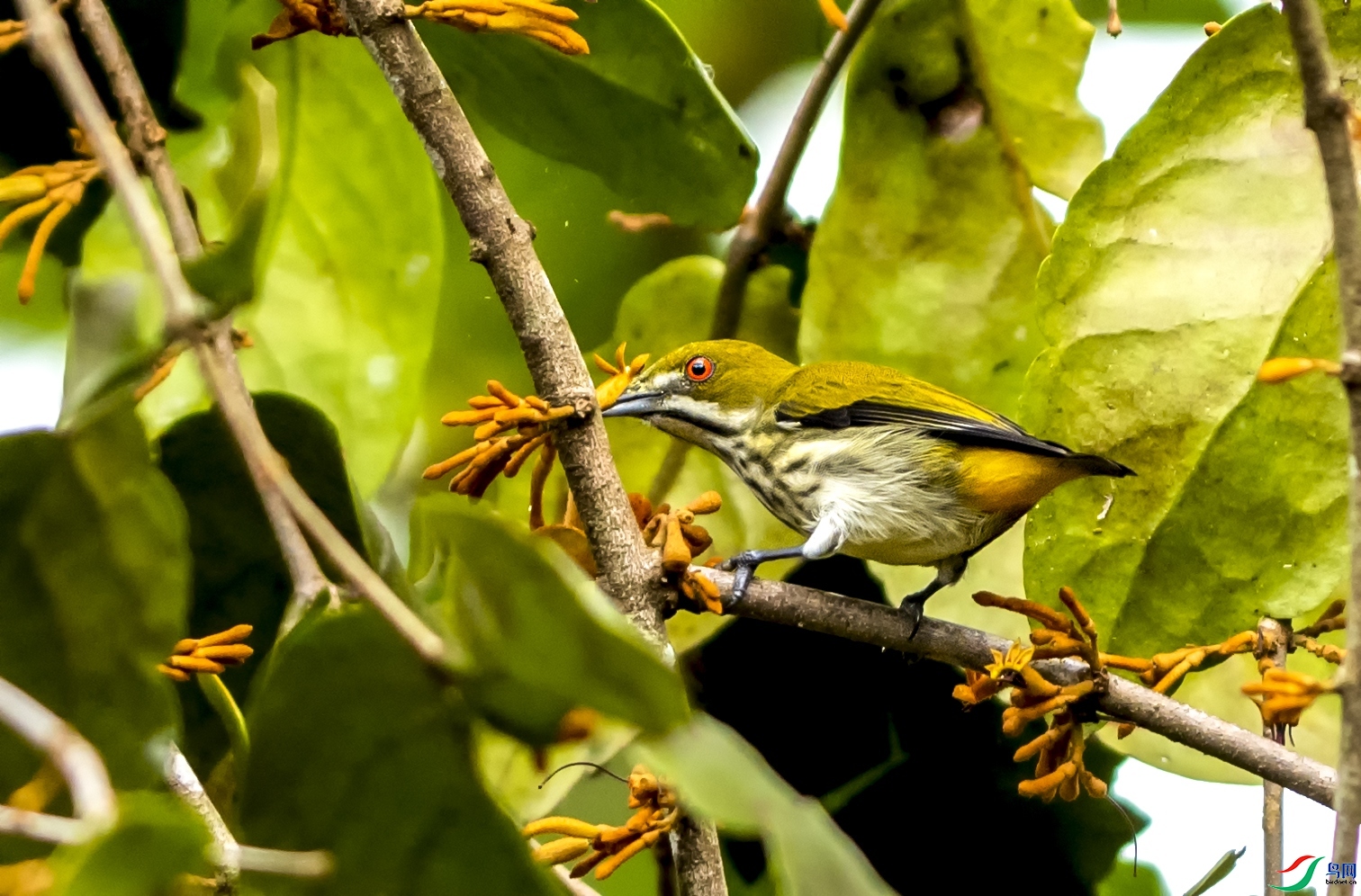 ǳЦ��Ȼ  ��ʦ����������ʡ��˫���ɴ���������������.jpg