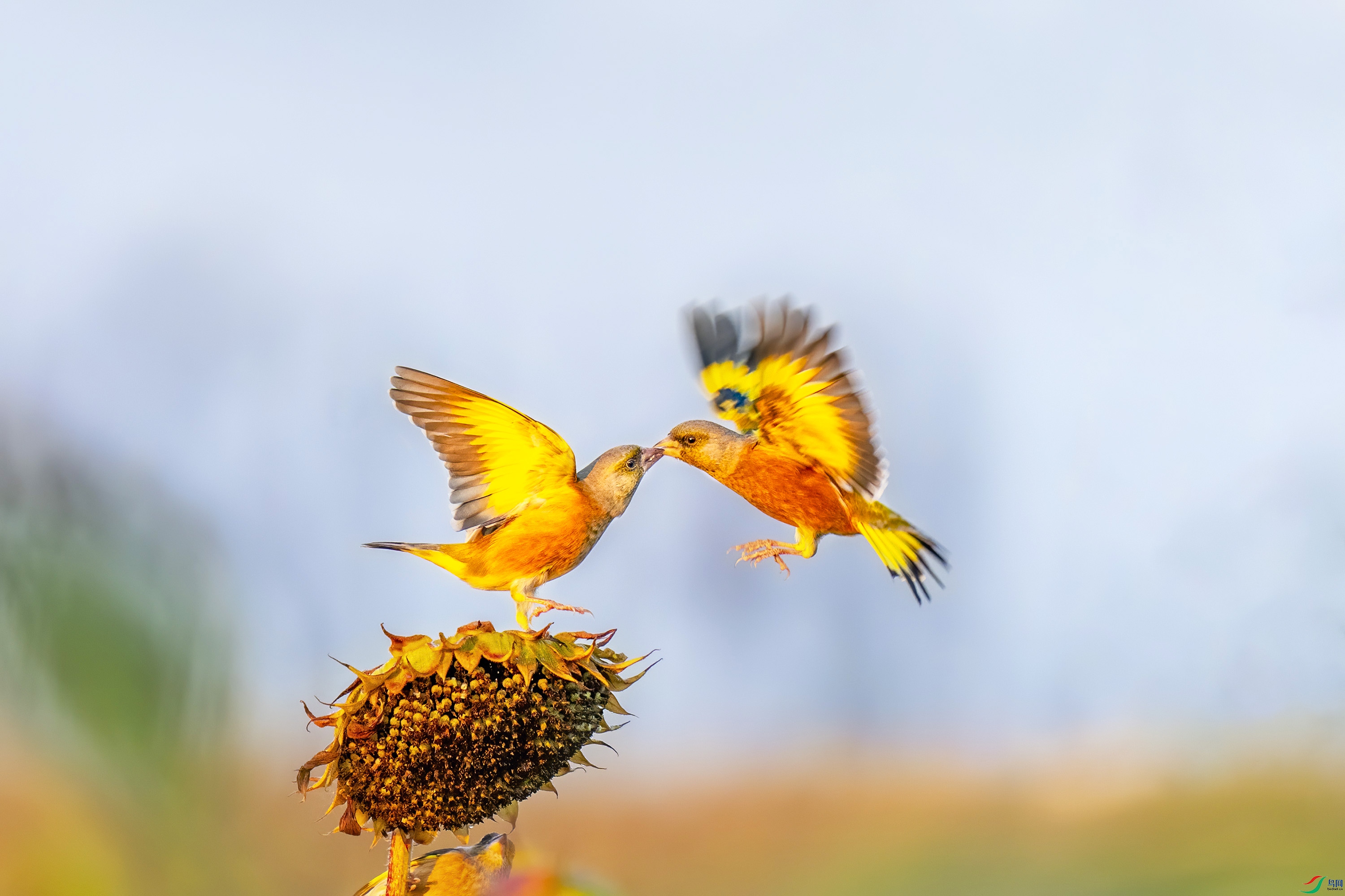 DSC09417 ����.jpg