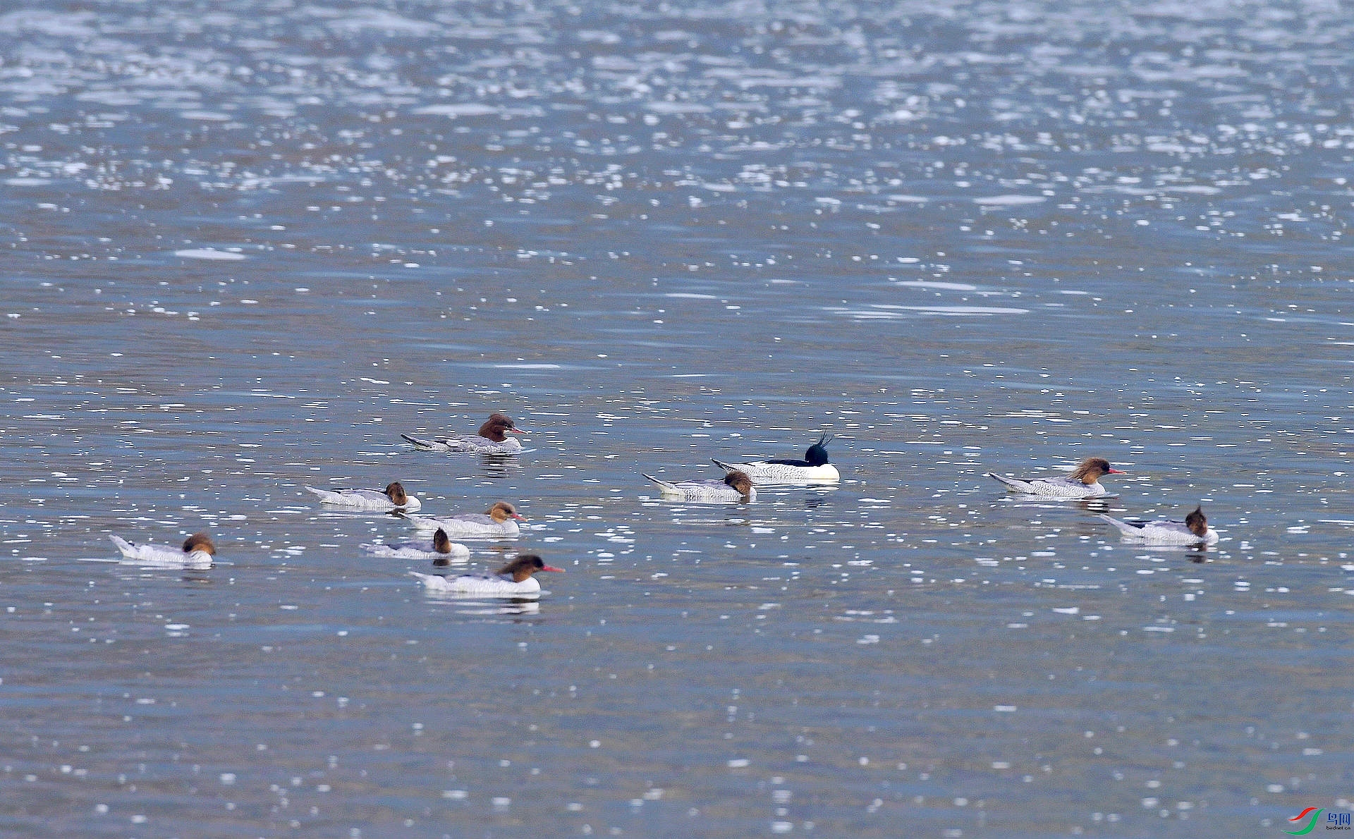 _D5D7340.jpg