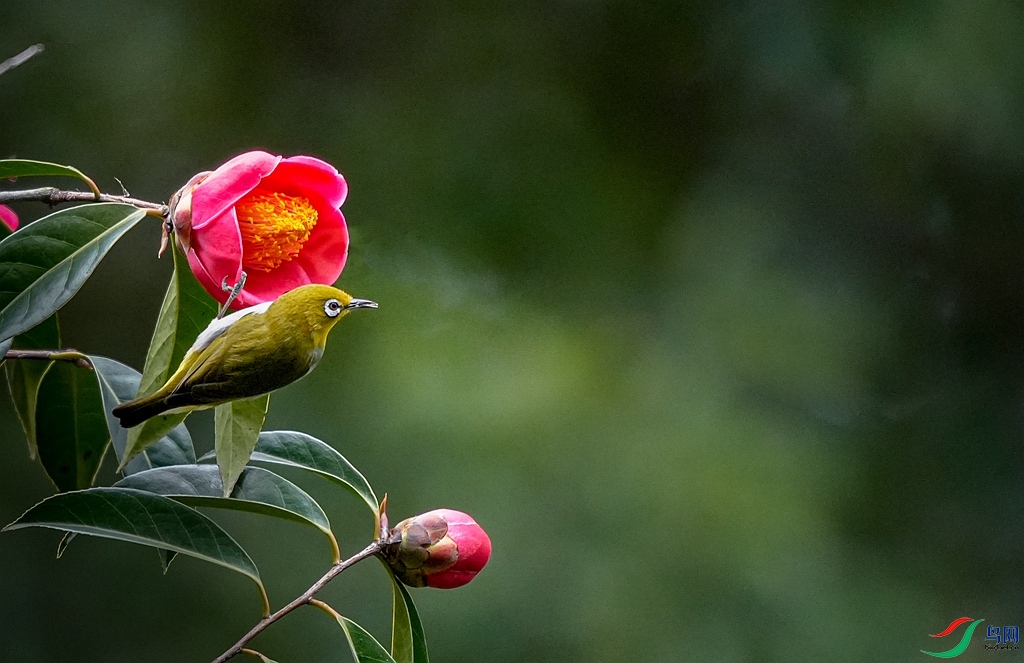 ���ۺ�ɽ�軨һ��