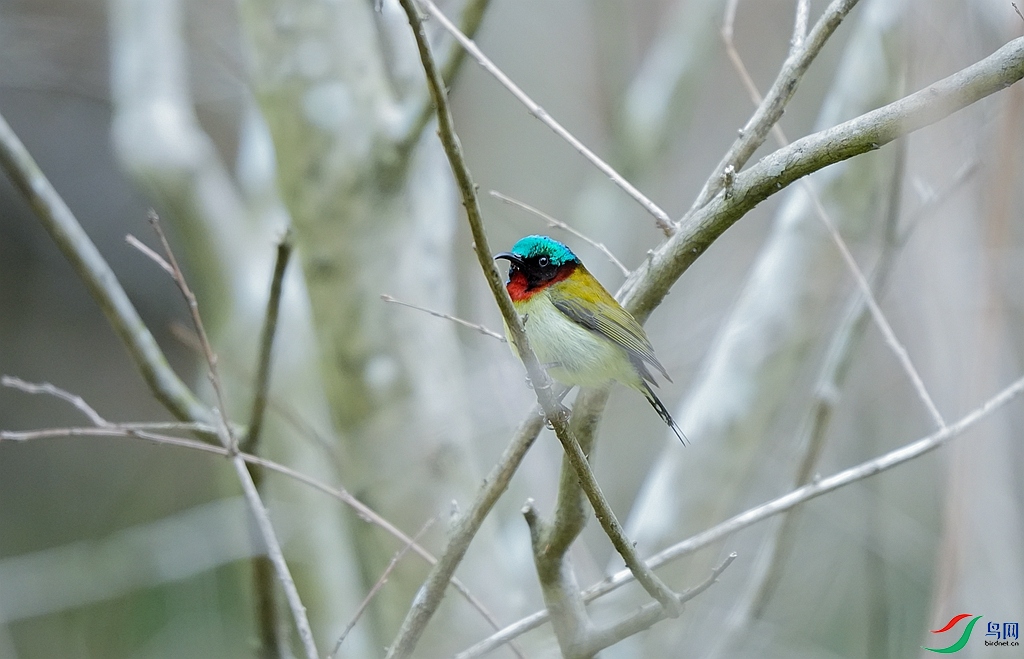 ̫����  ��ϲ����һ��