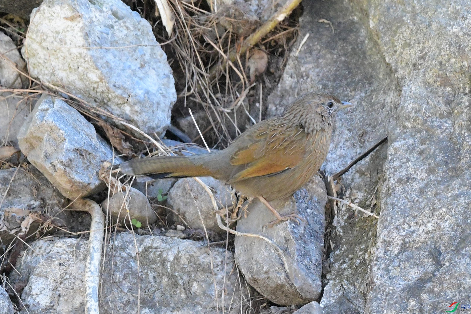 DSC_2565_��������.jpg