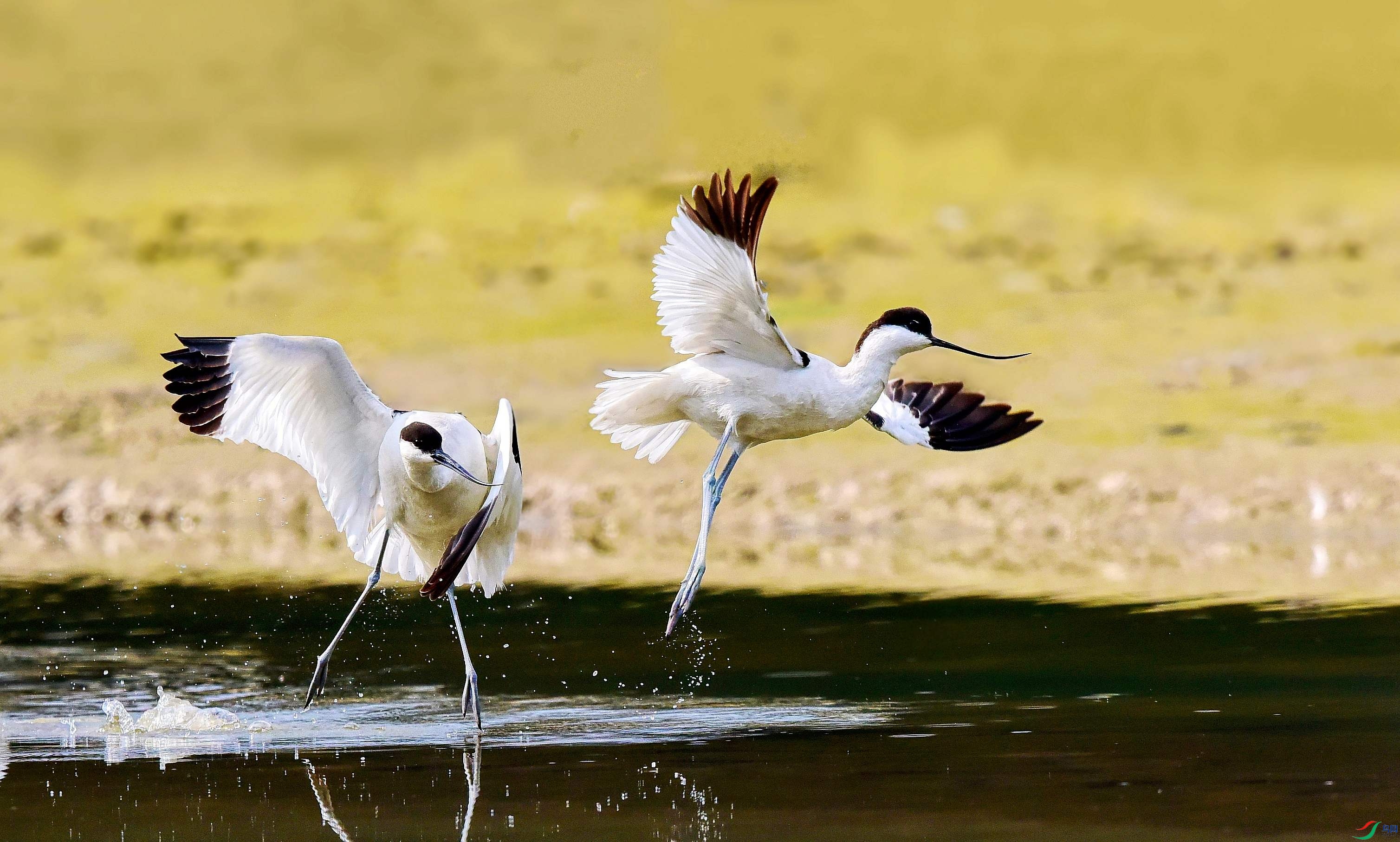 DSC_4926_conew3.jpg