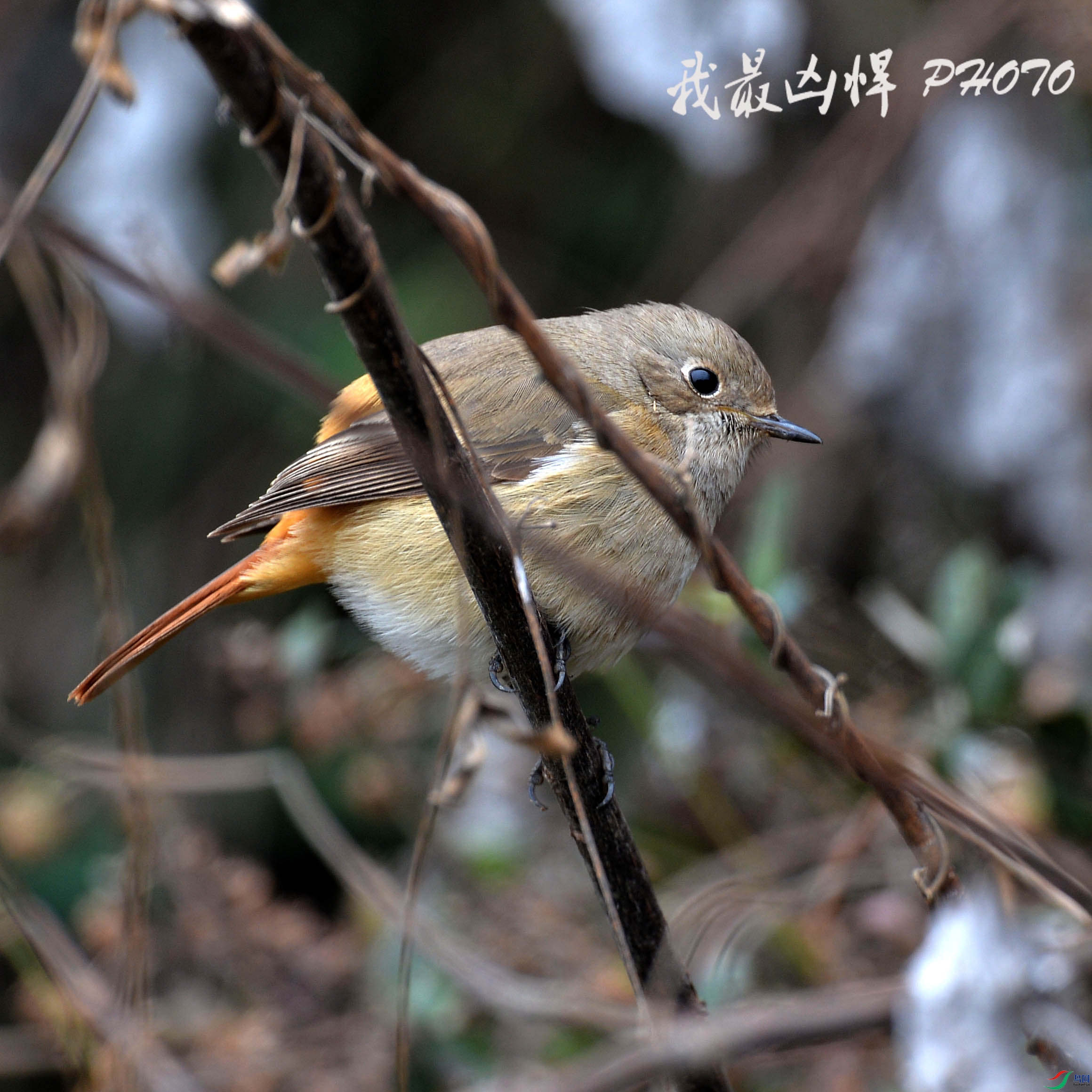 DSC_0038.jpg