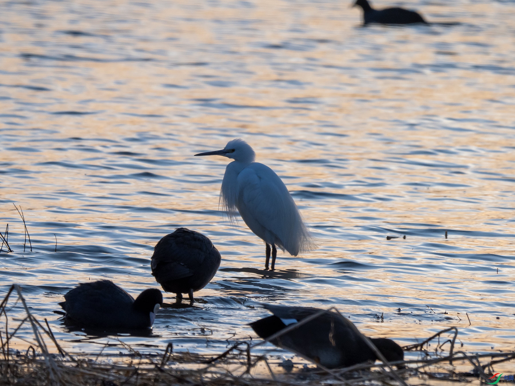 ����Խ���İ��غͰ׹Ƕ�