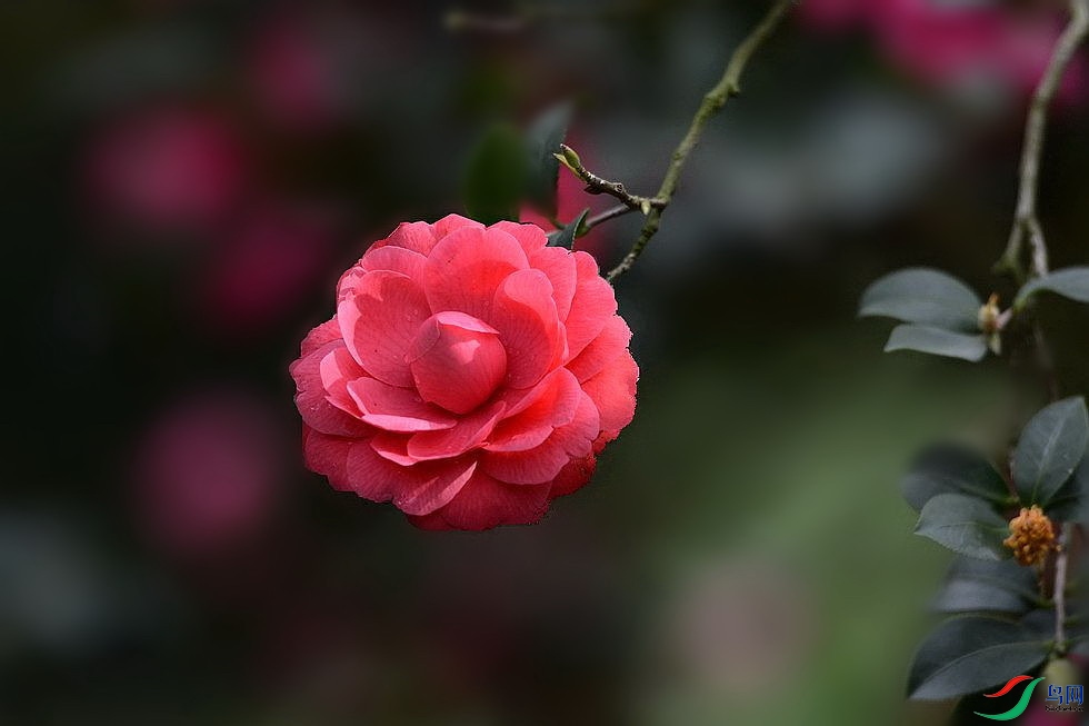 DSC_4247.JPG