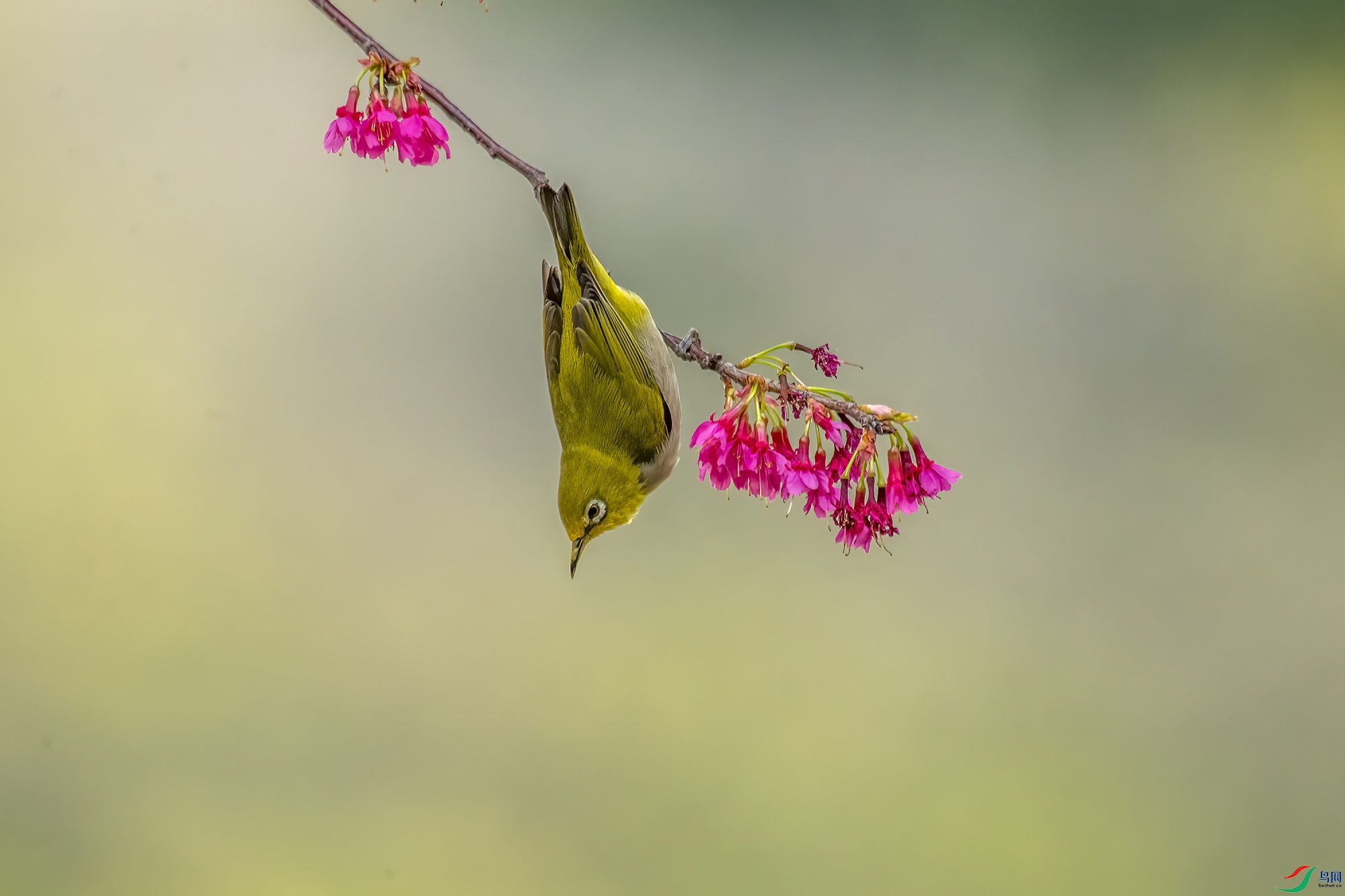 DSC_8209_1_����.jpg