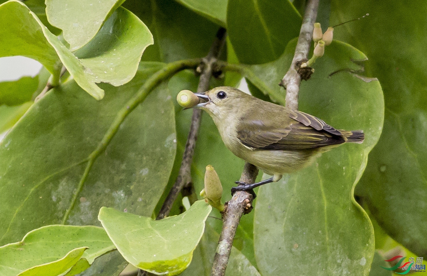 �����б�  ��ʦ����������ʡ��˫���ɴ��������� ������.jpg