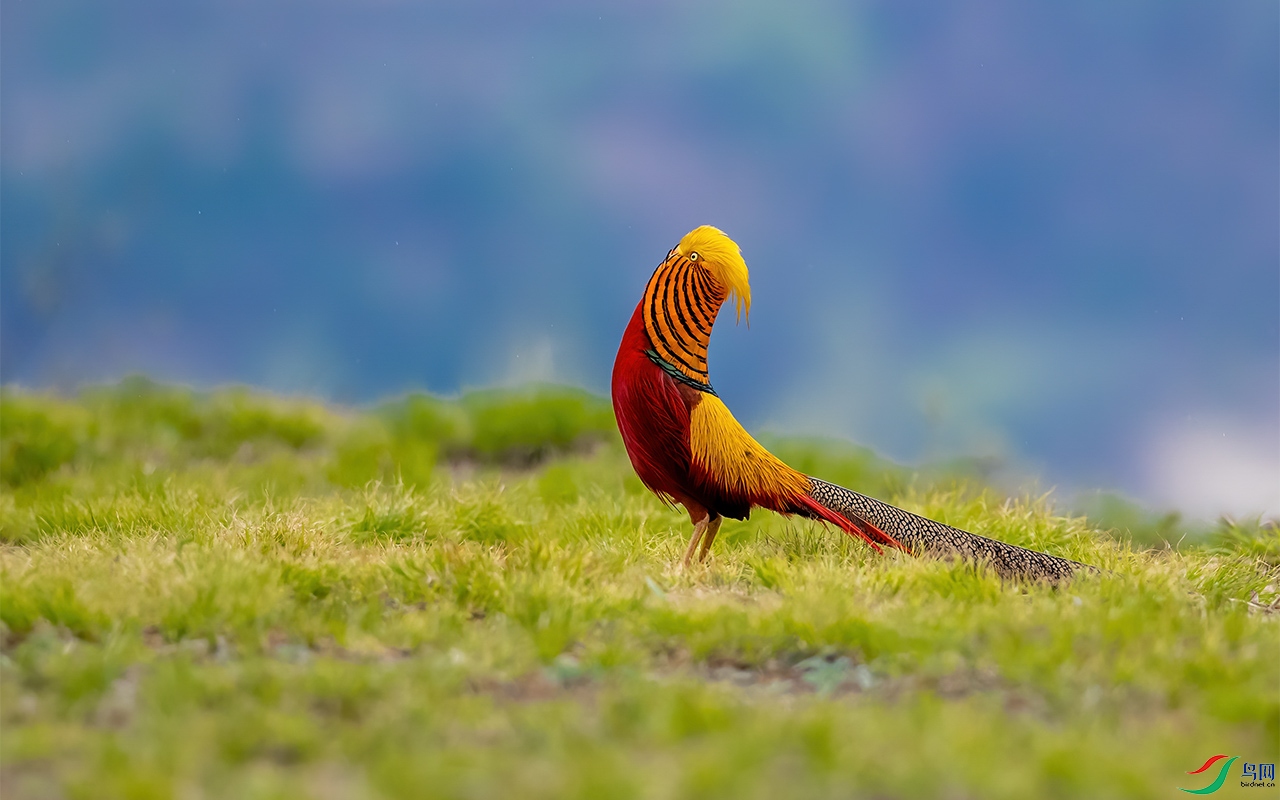 546A0085 �������� ����.jpg