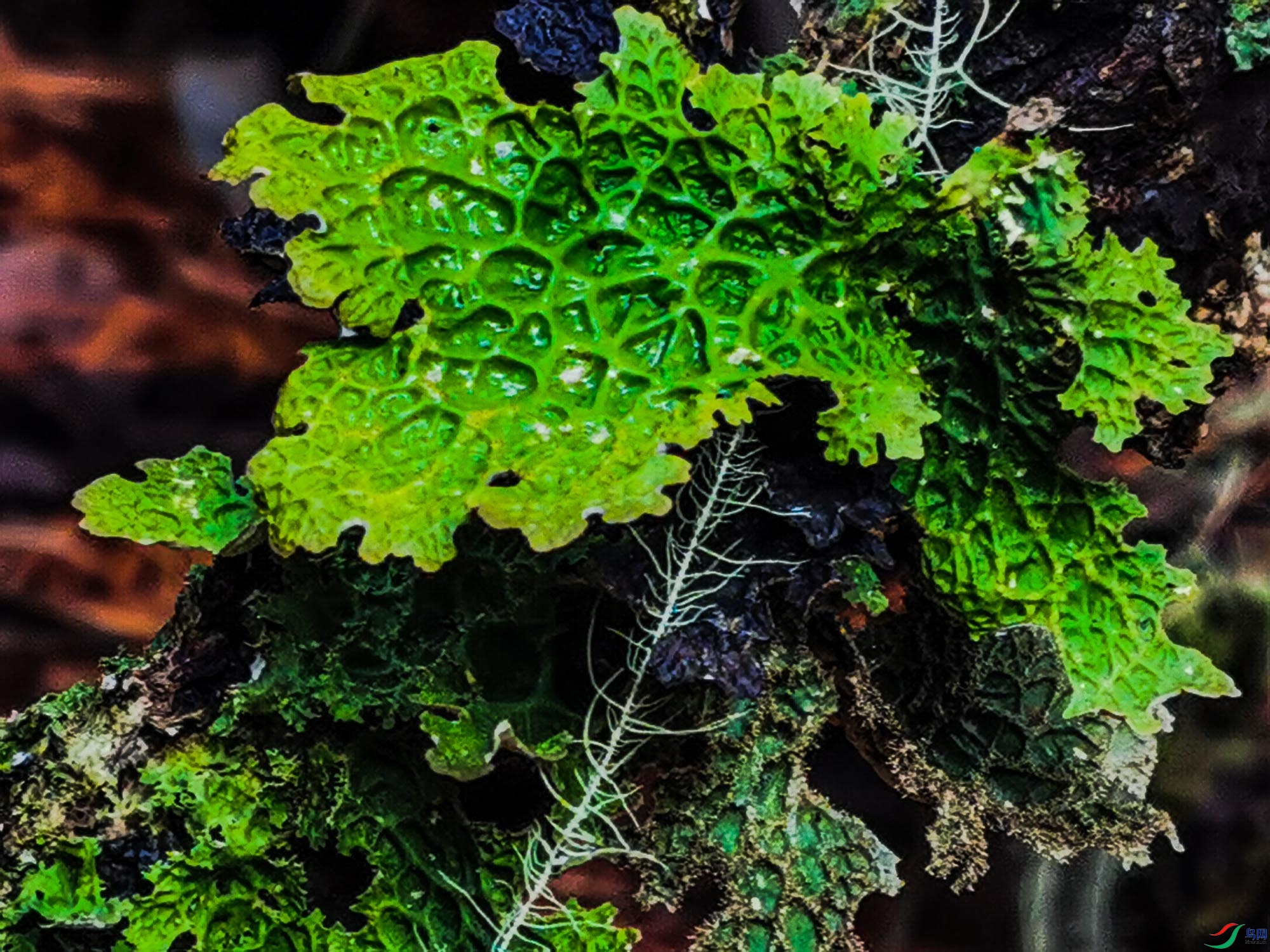 ��ɫ����