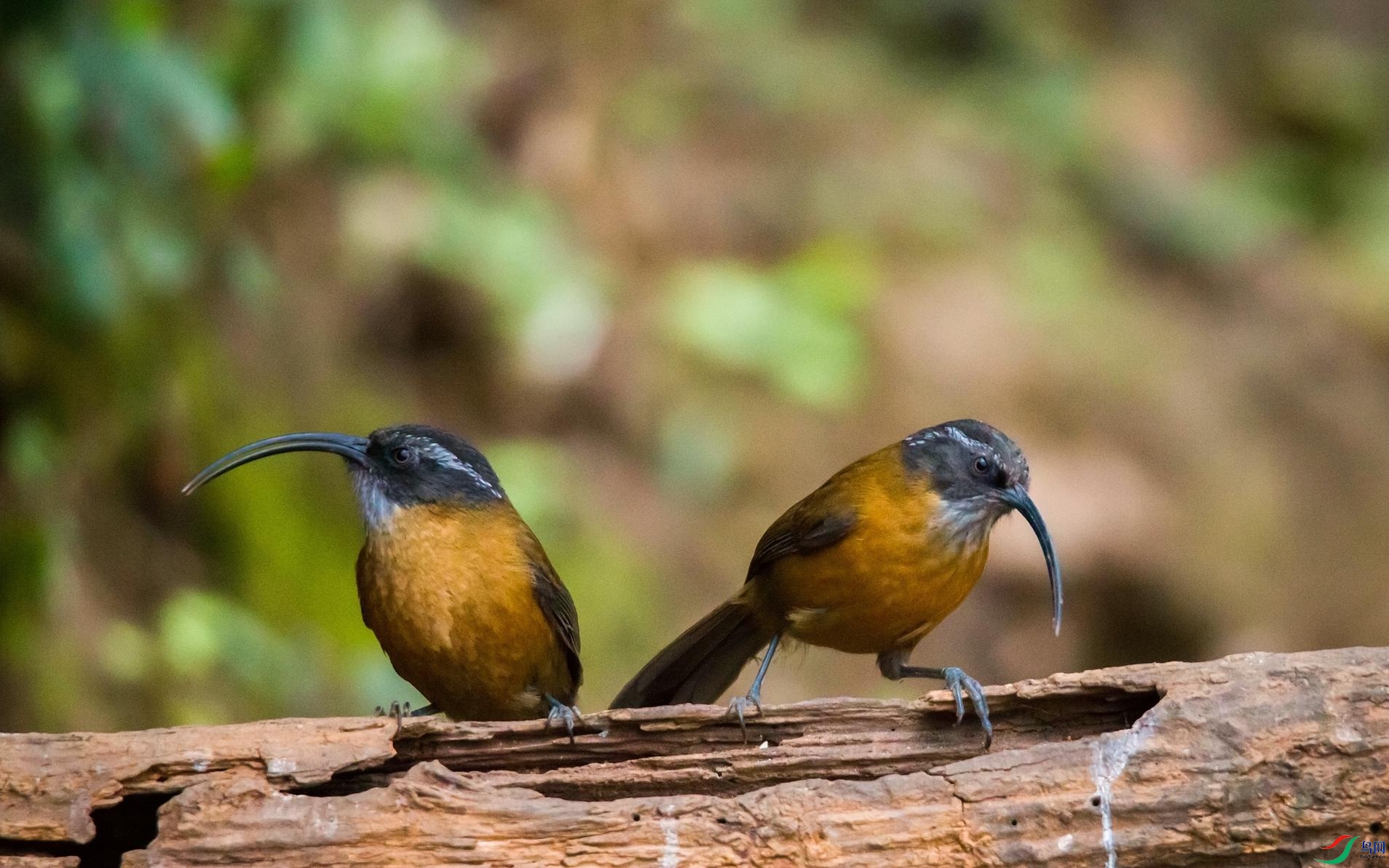 ���카���B