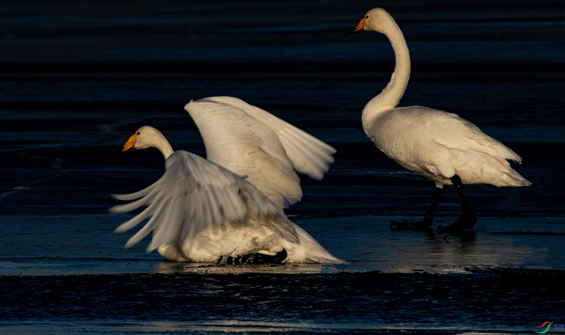 DSC_8310_����.jpg