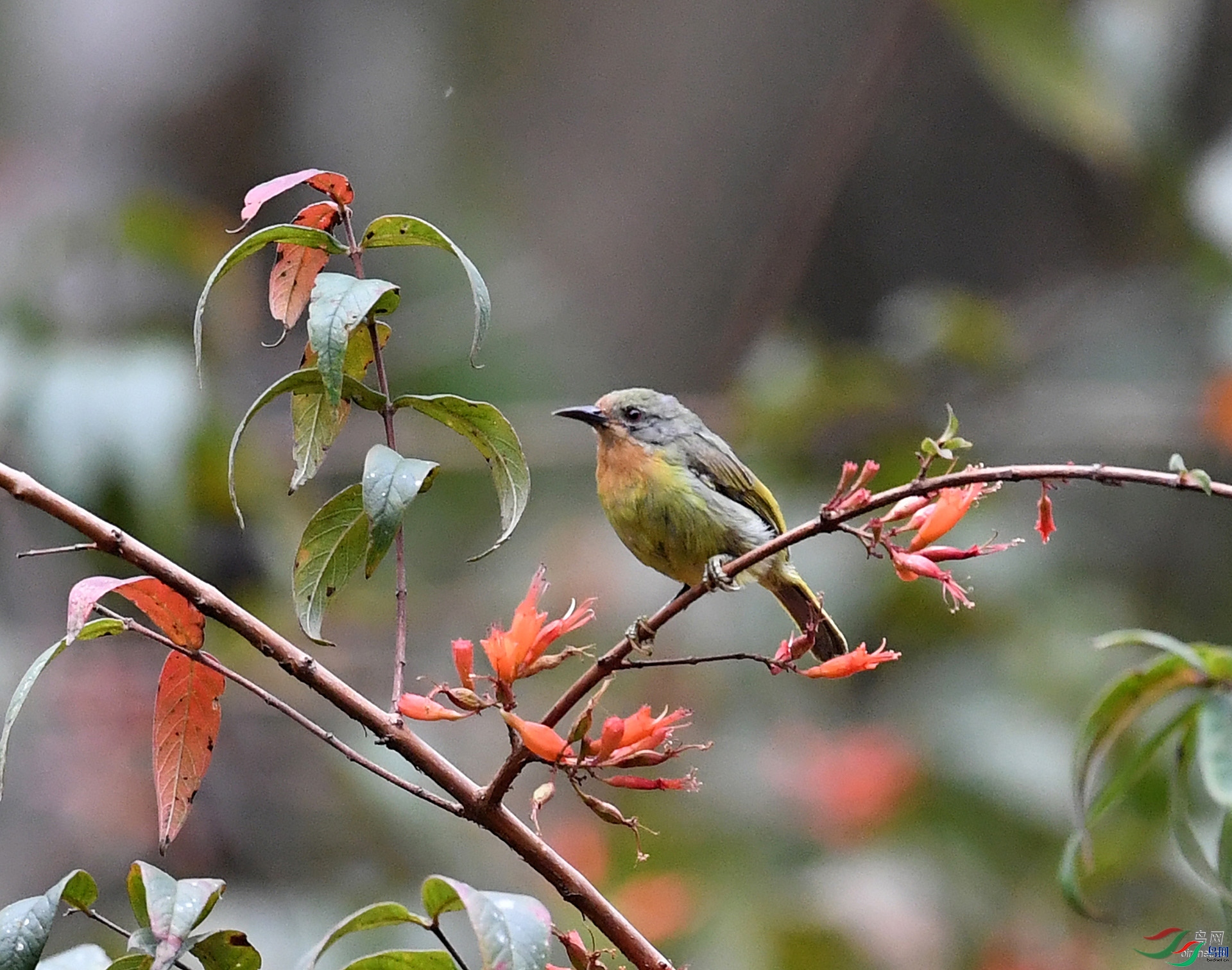 ����ϸ��  ��ʦ����������ʡ��˫���ɴ��������� ������.jpg