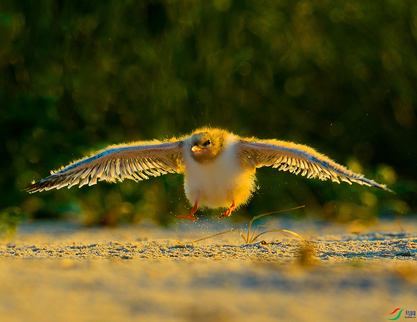 _DSC8336-1 - ����.jpg