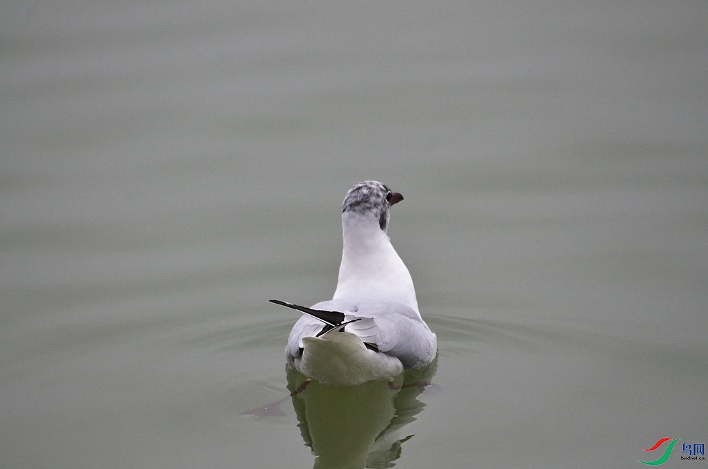 DSC_9431-1.jpg