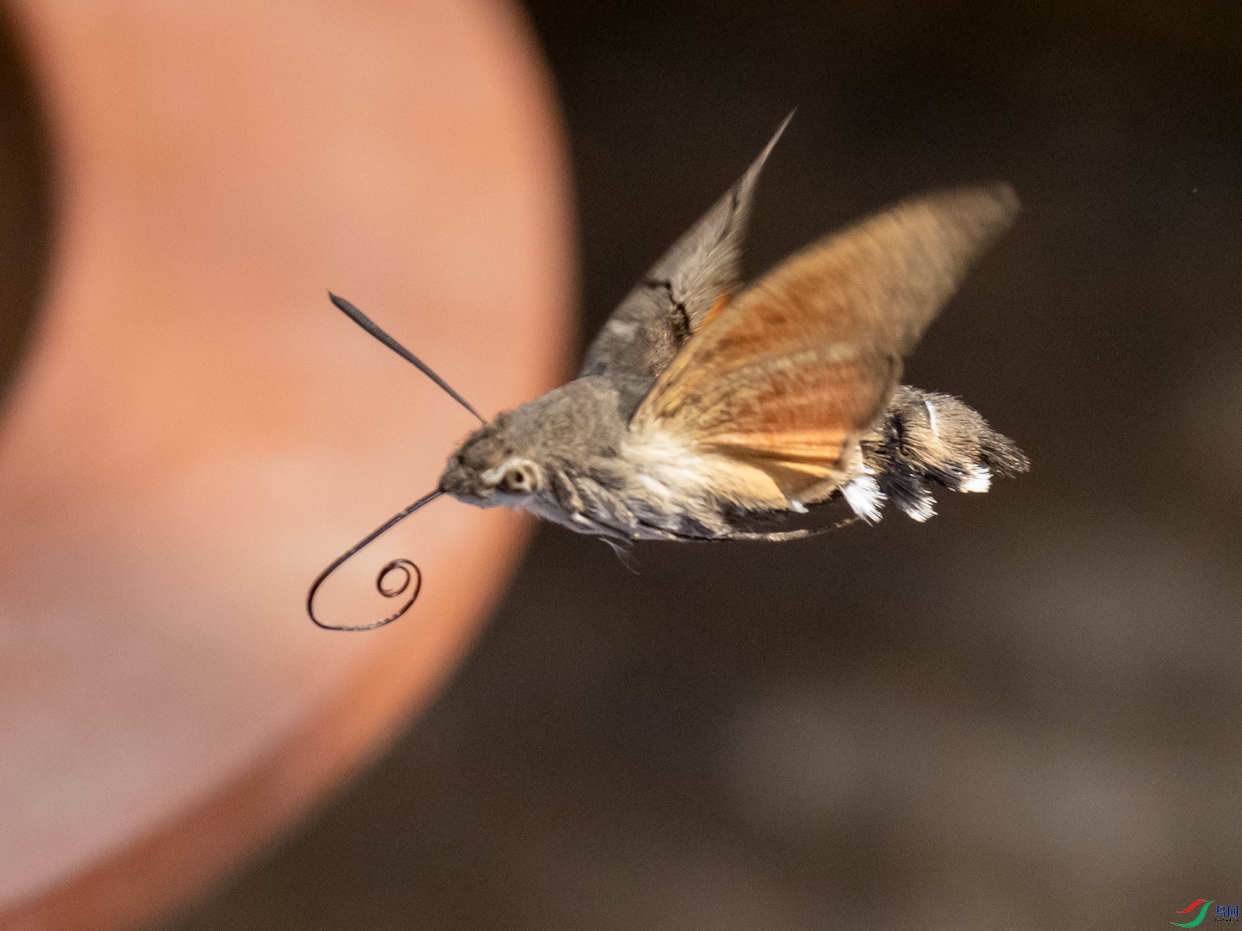 �����еĳ�����