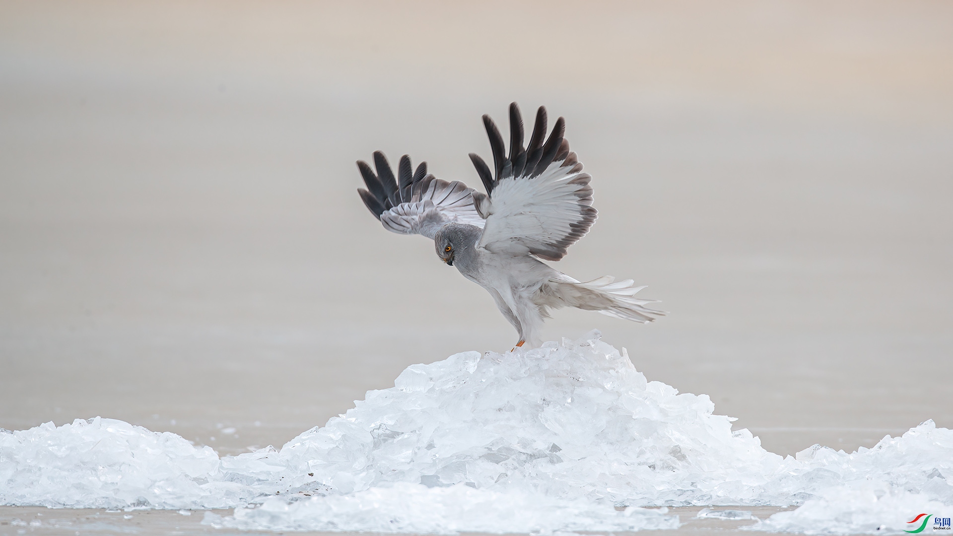 1DX_4173 ���� 2.jpg