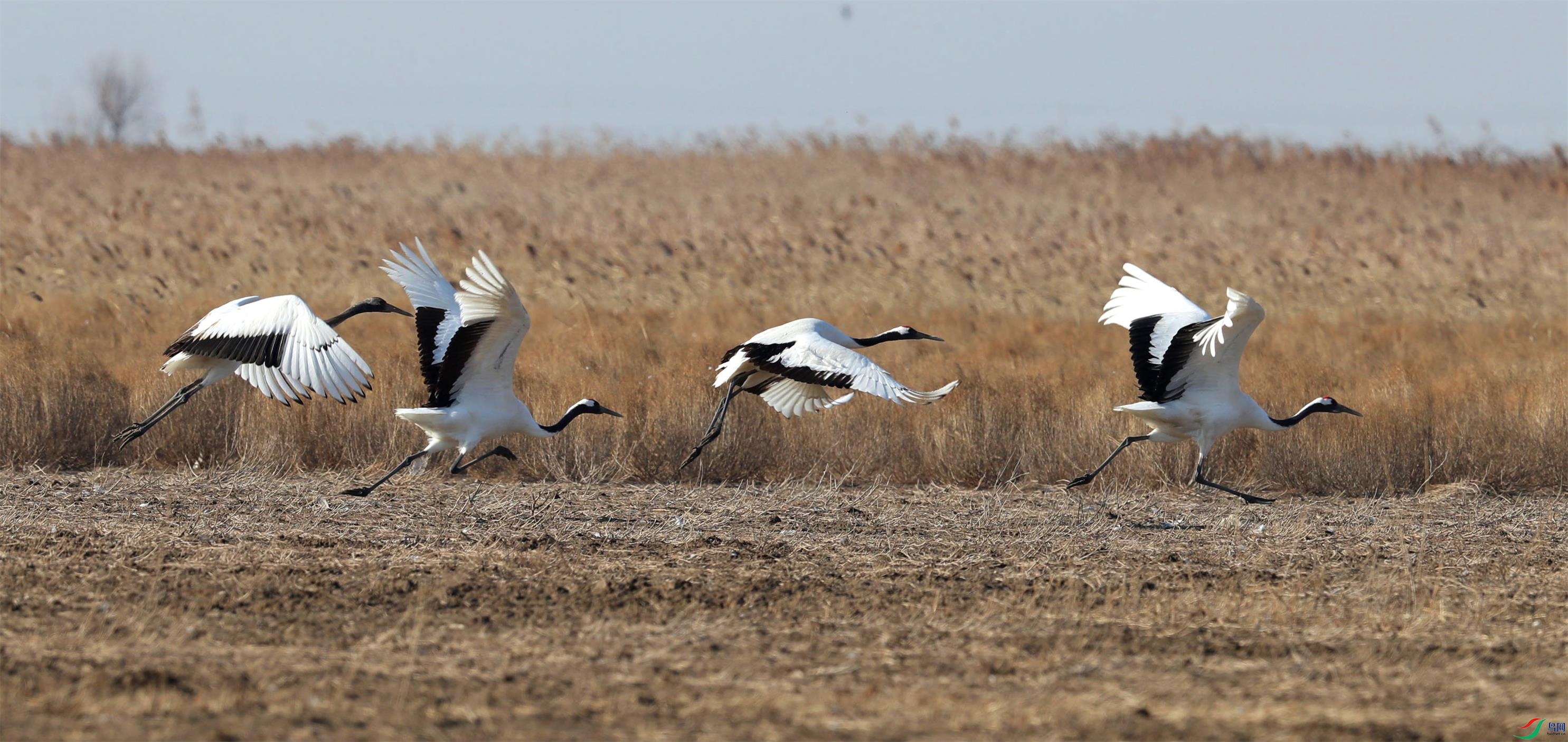 A15I5387 - ����.JPG