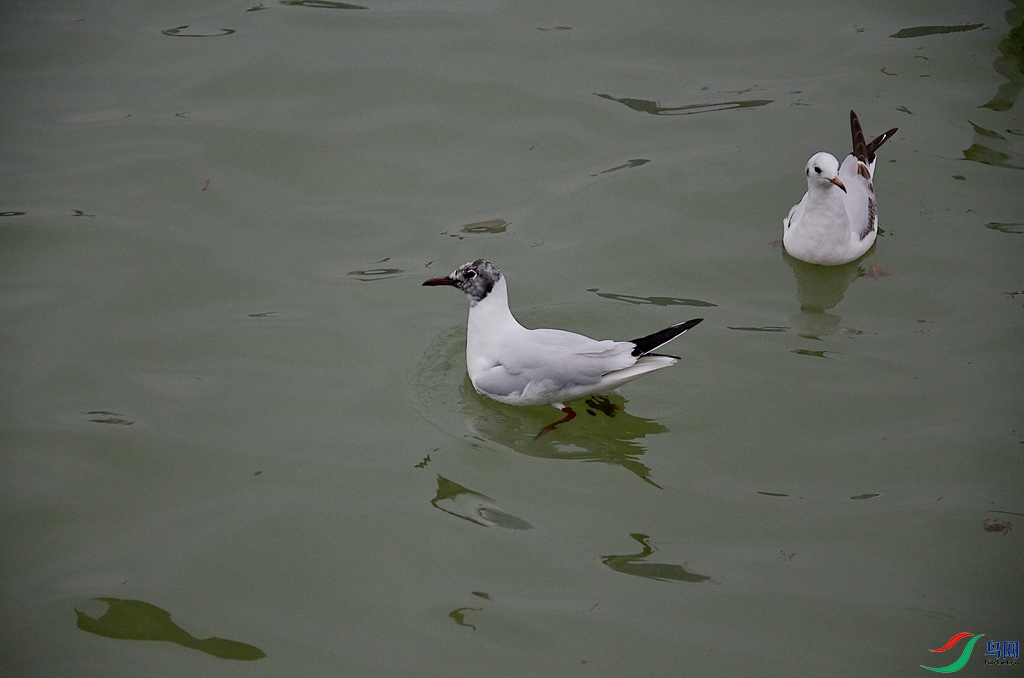 DSC_9573-1.jpg