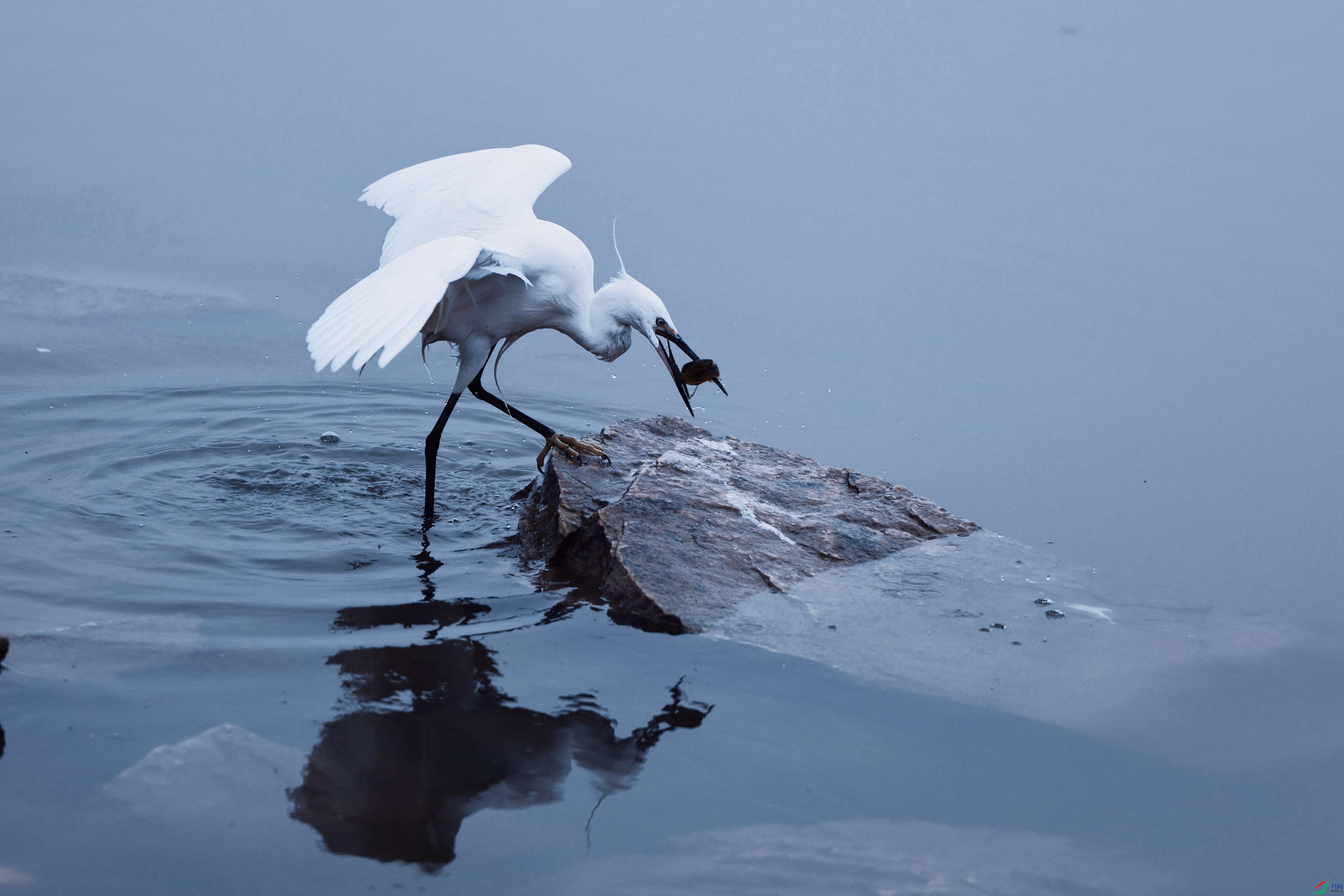 ������ʳ2