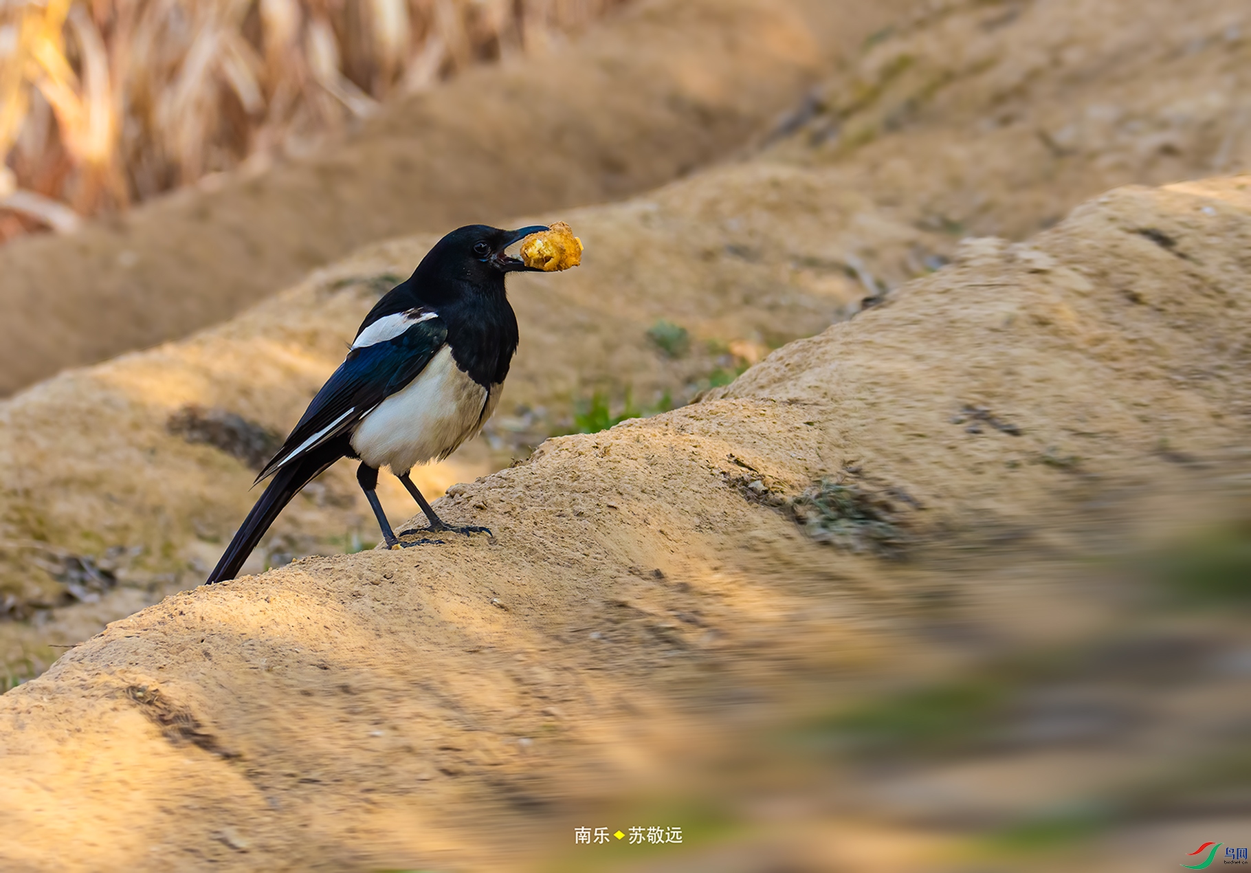 _DSC4691С.jpg