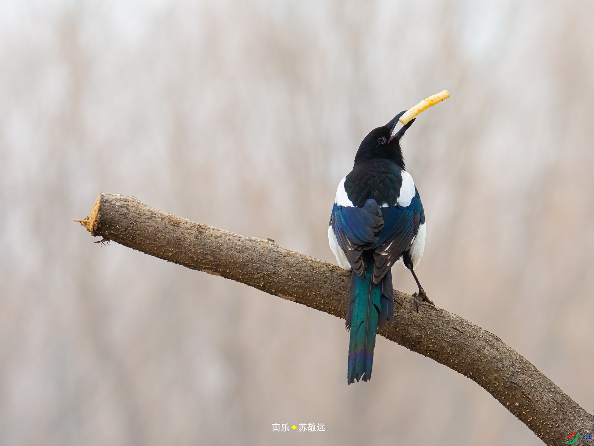 _DSC4779С.jpg