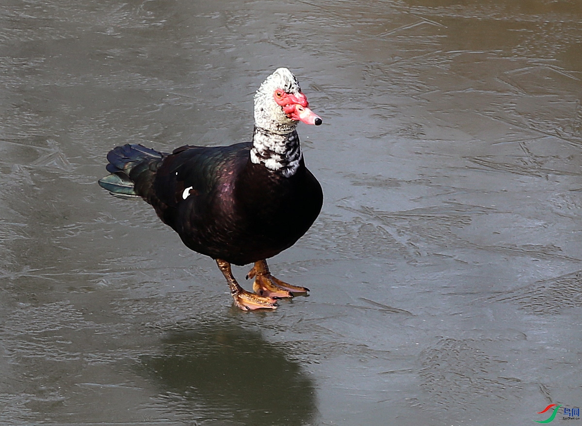 冰上疣鼻栖鸭