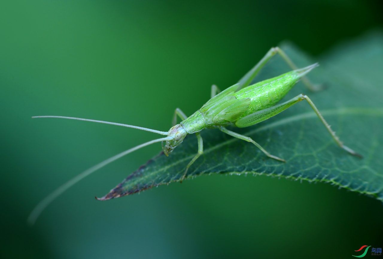 DSC_5242.JPG
