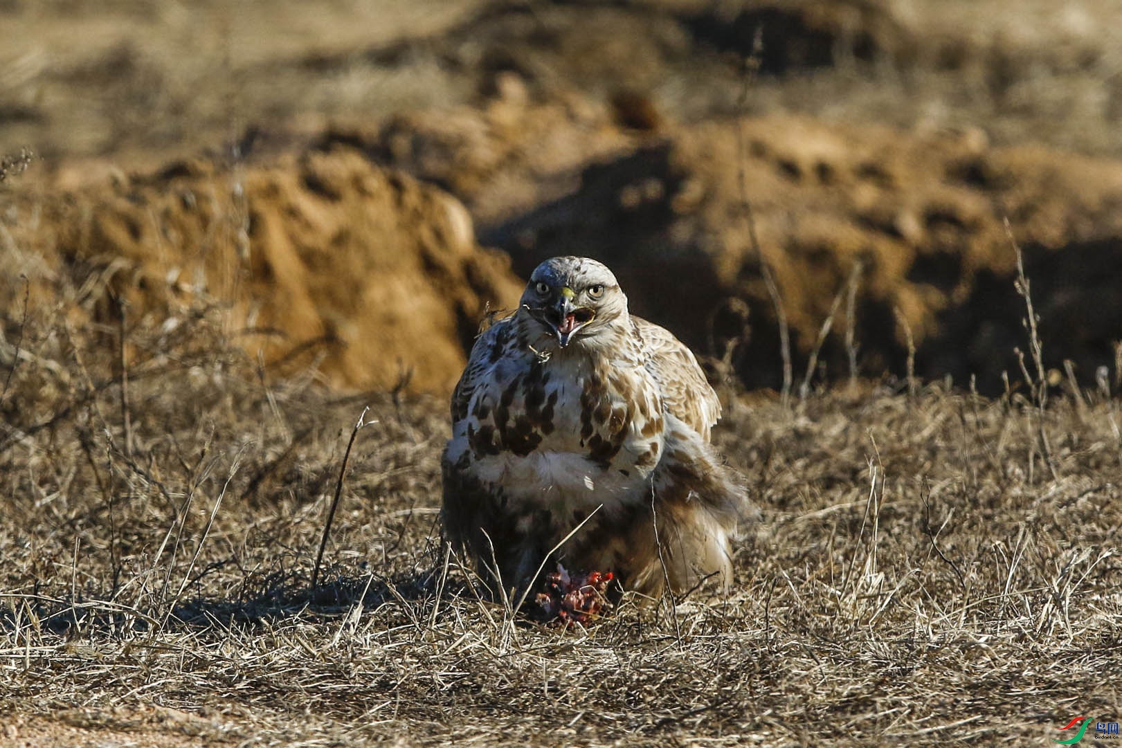 �����ʳ�