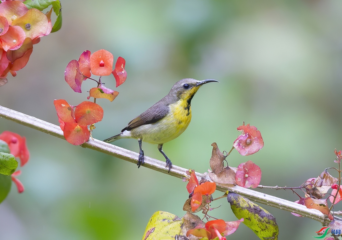 ��Ȼ�п�  ��ʦ����������ʡ��˫���ɴ���������������.jpg