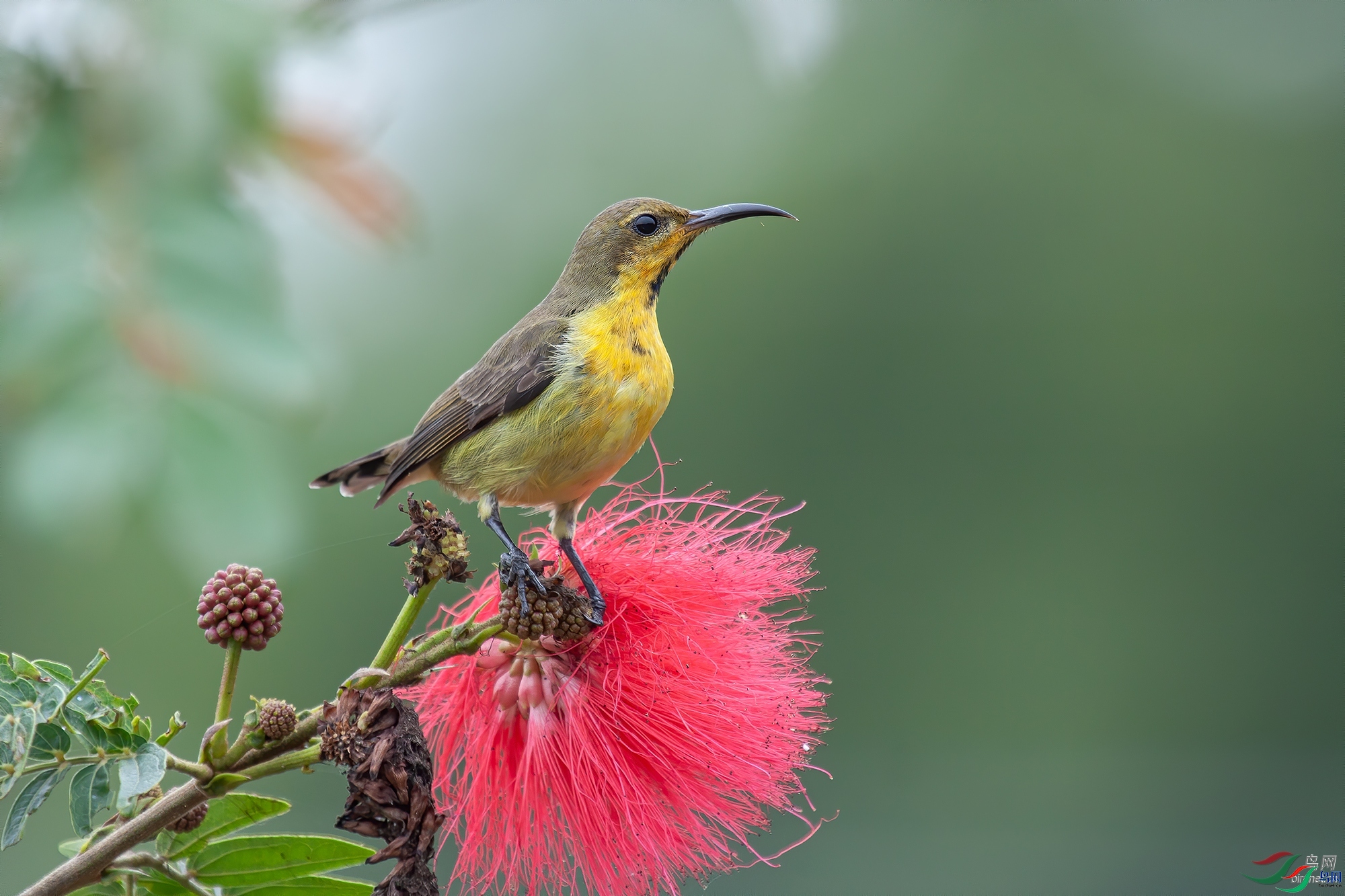 ����  ��ʦ�����ڹ���׳��������������.jpg