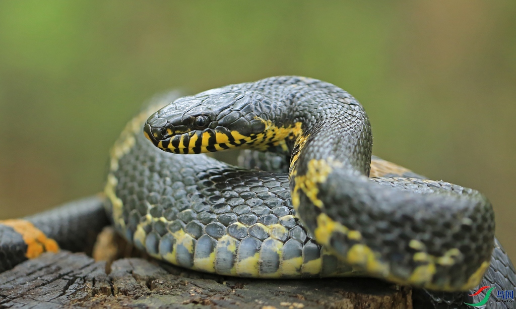 8E8A5353 (2)ab.jpg