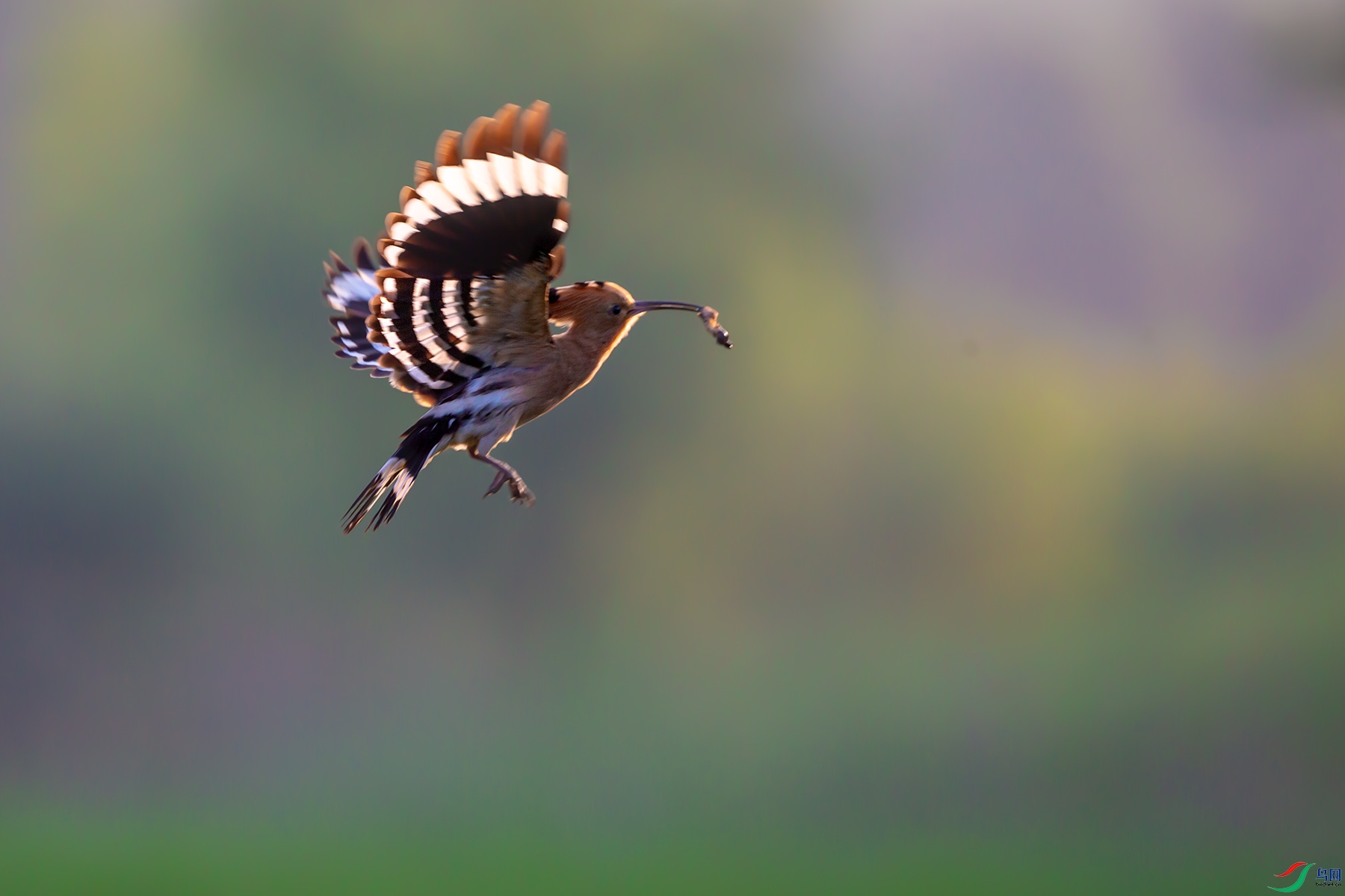 ��ʤ_9070302.jpg