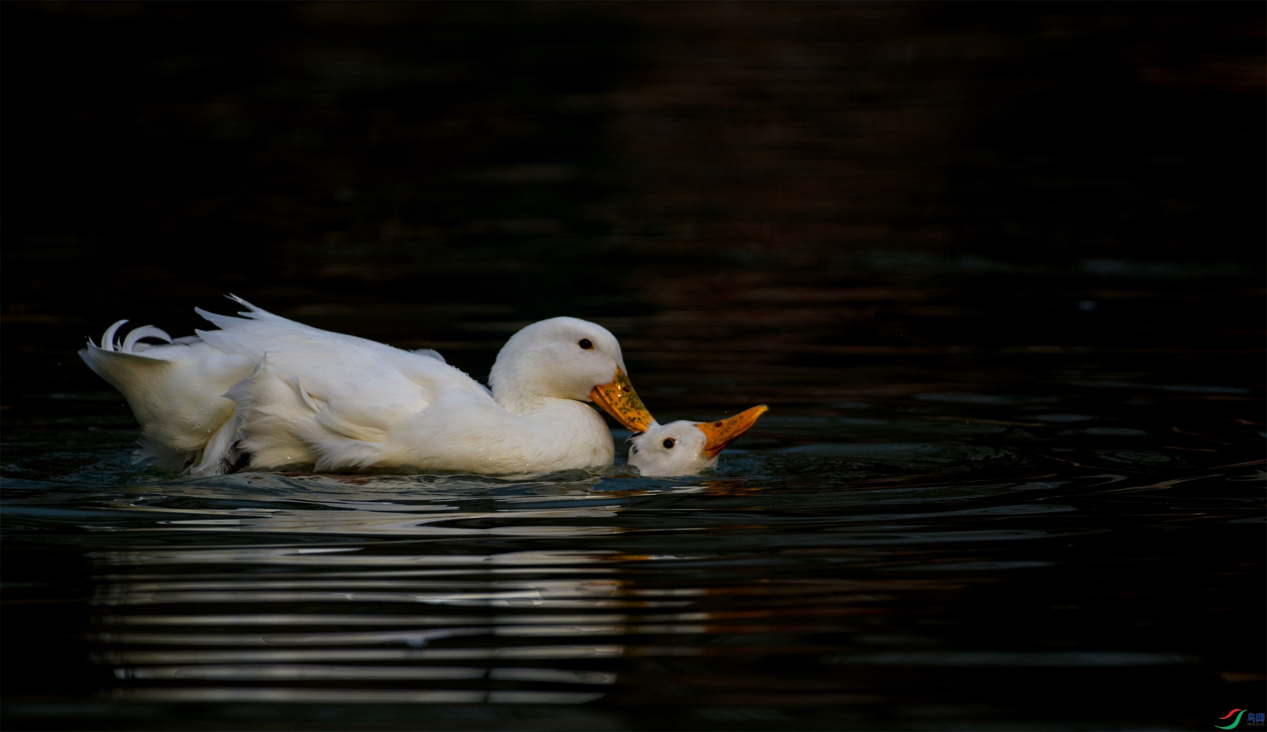 DSC_1070.jpg