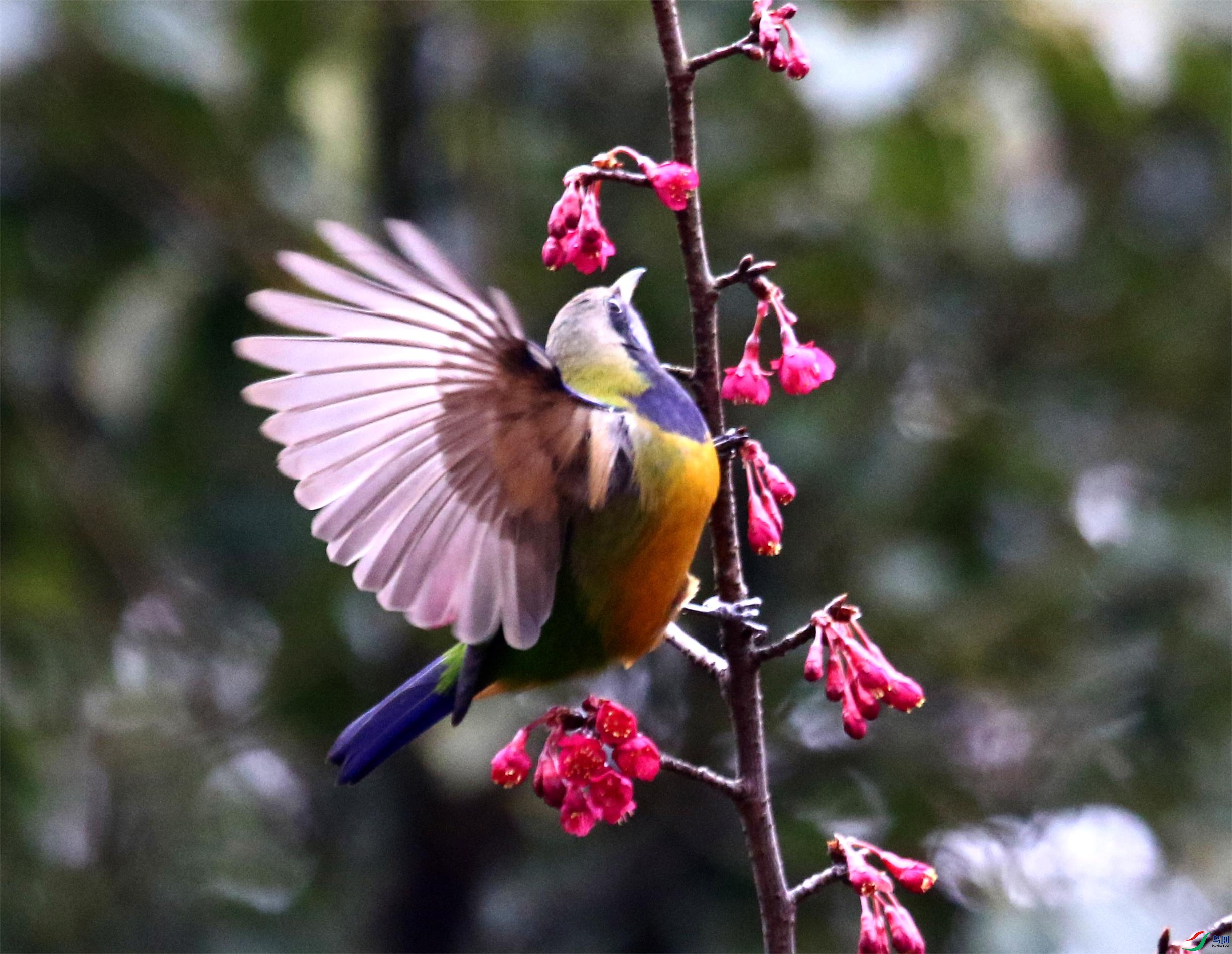 A33A0827 - ����.JPG