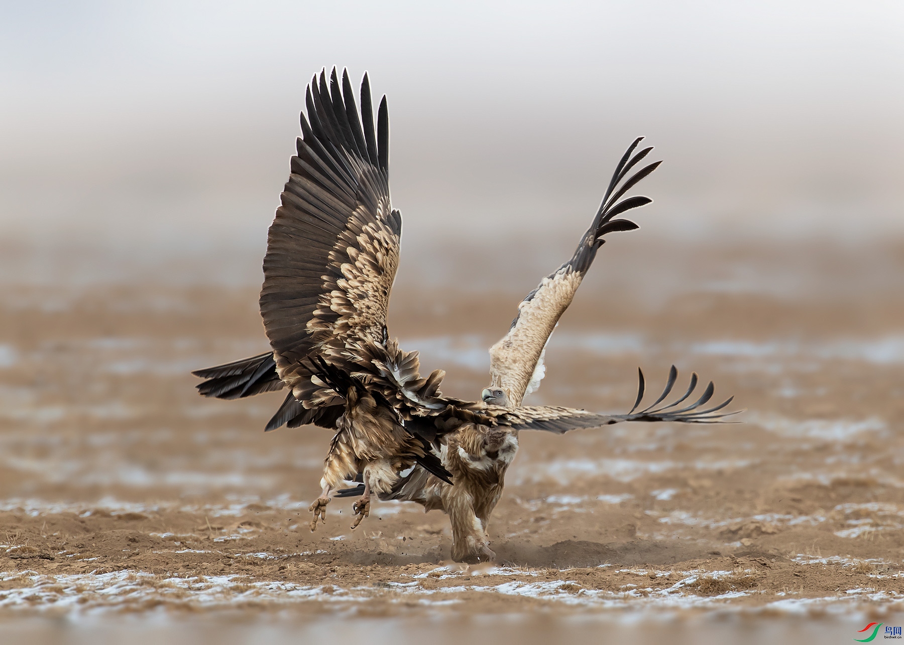 AU3I2778rw.jpg