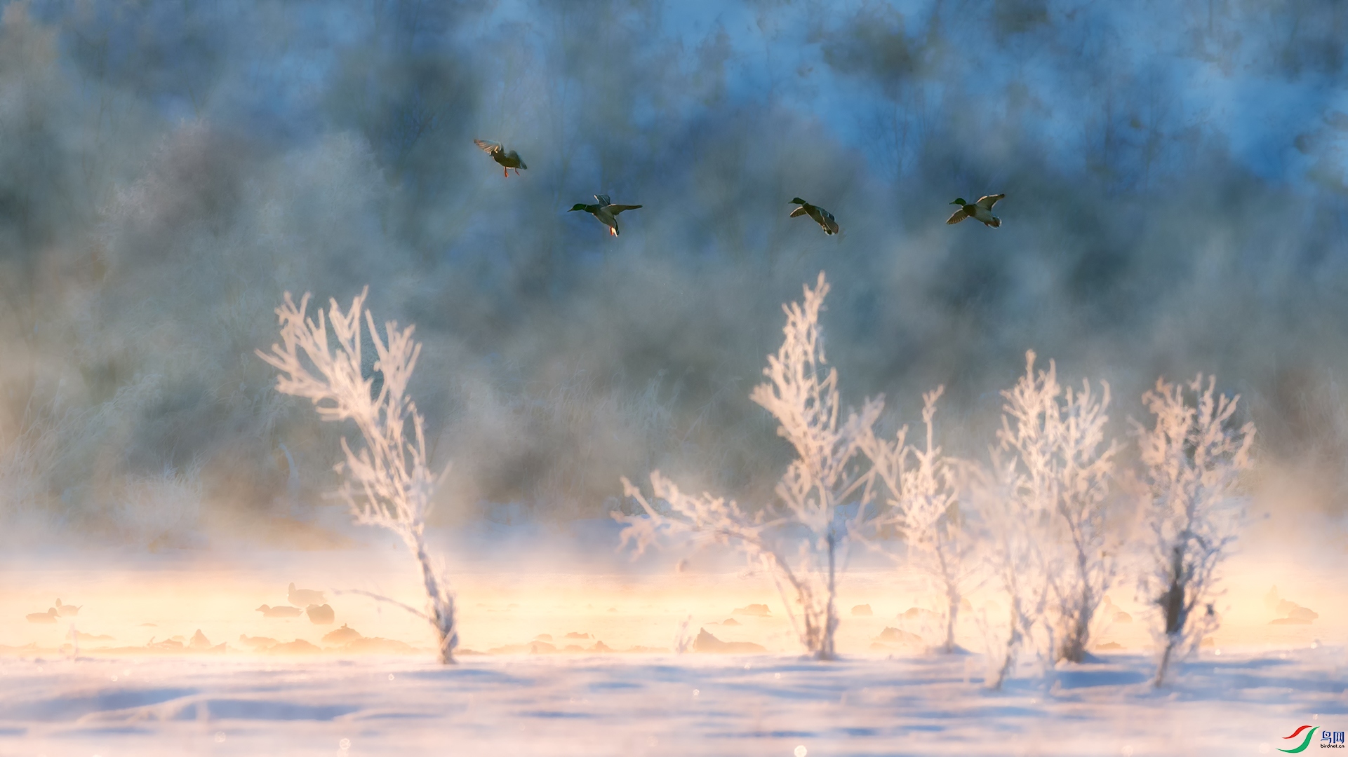 _B8I8148-1.jpg