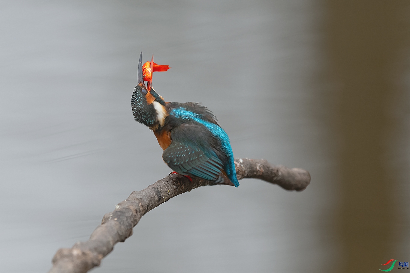 DSC_5263_DxOa.jpg