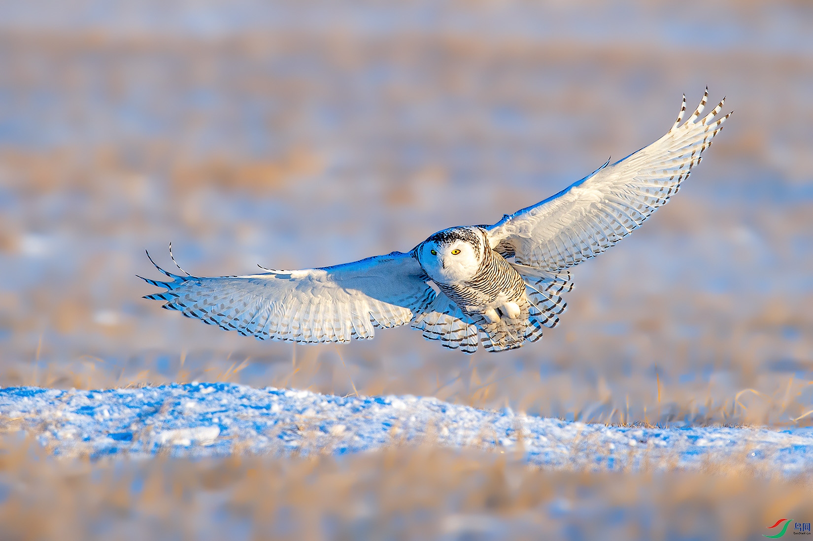 DSC_9157-2a.jpg