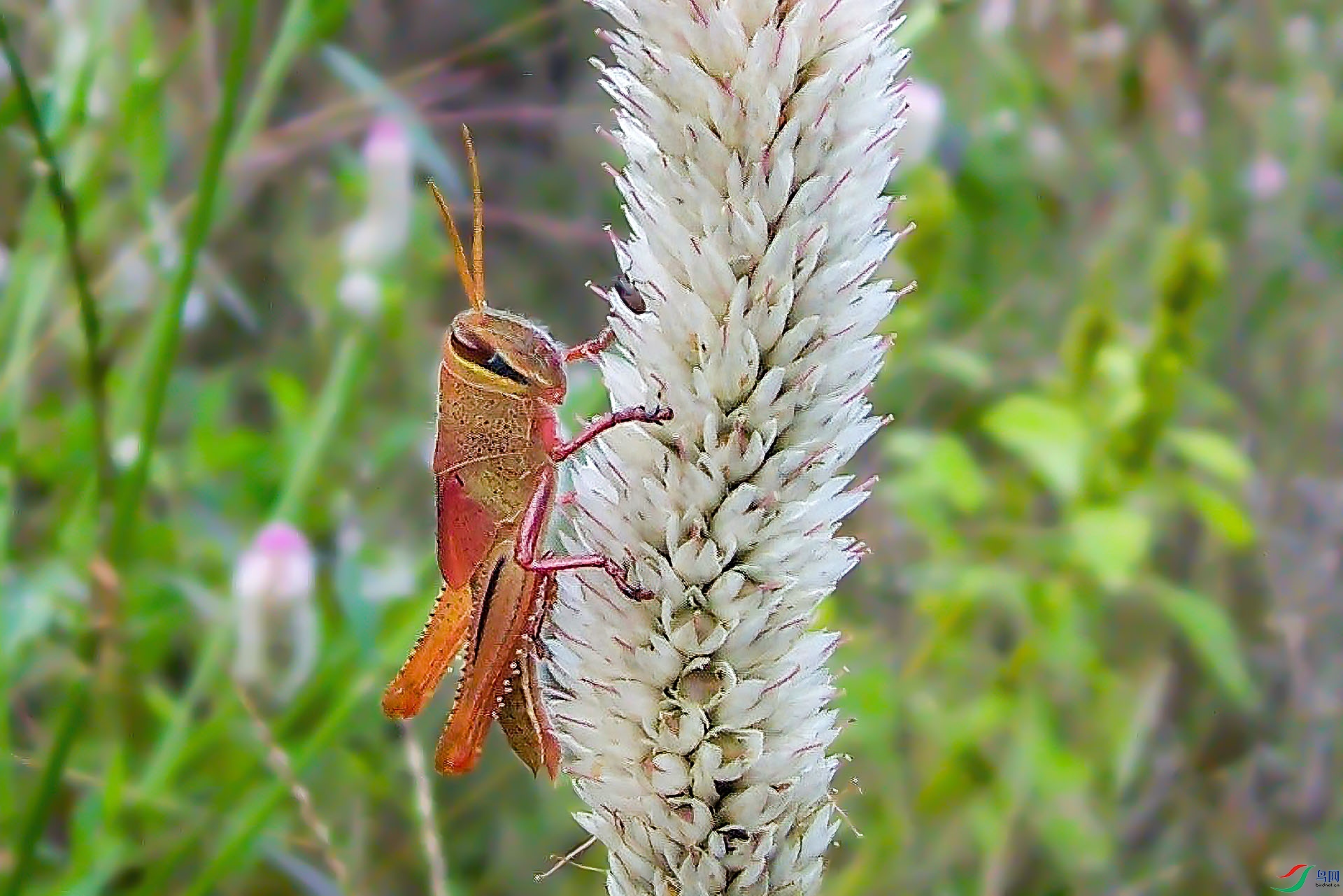 mmexport1611019012364.jpg