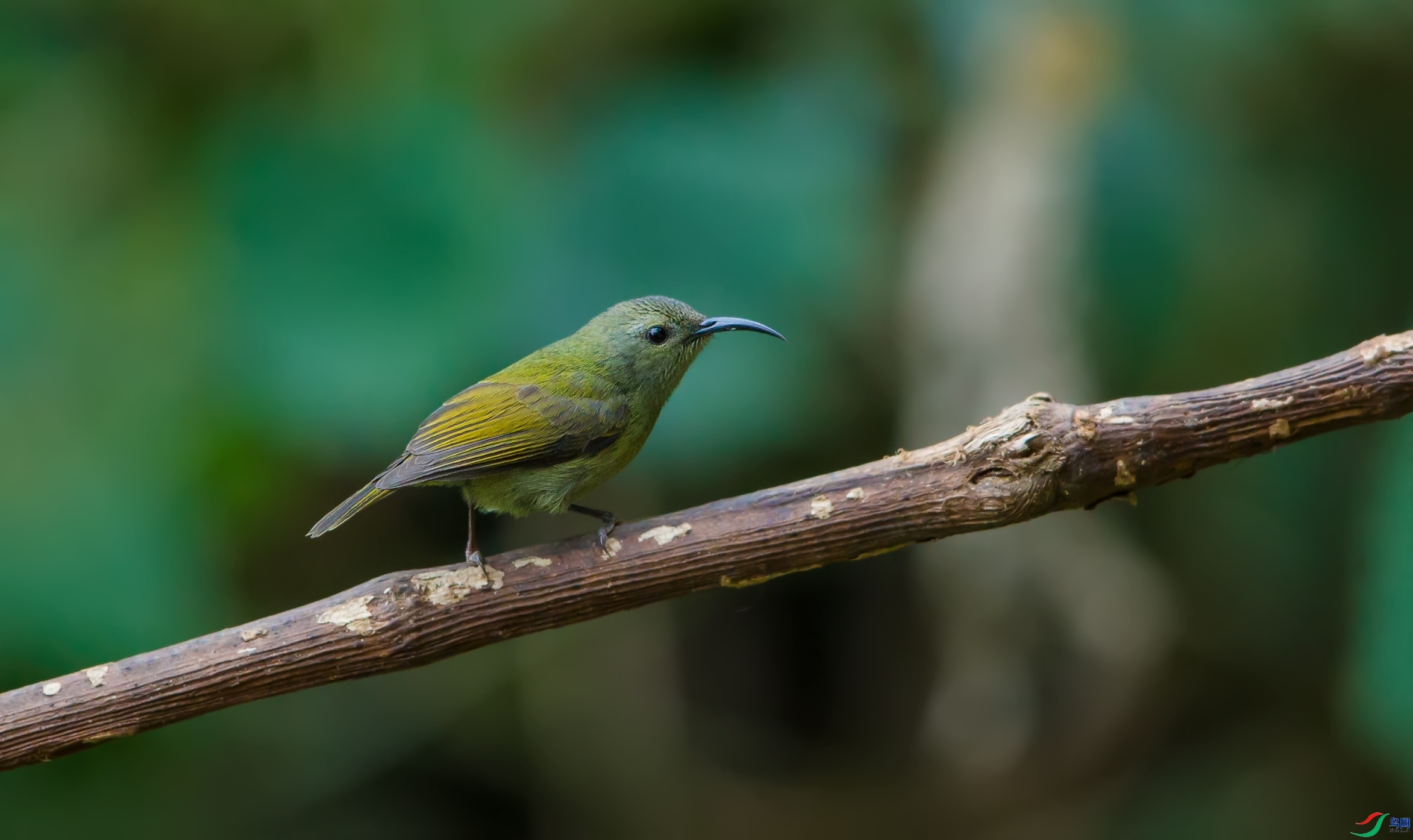 ɢ����  ��ʦ����������ʡ��ɽ��.jpg