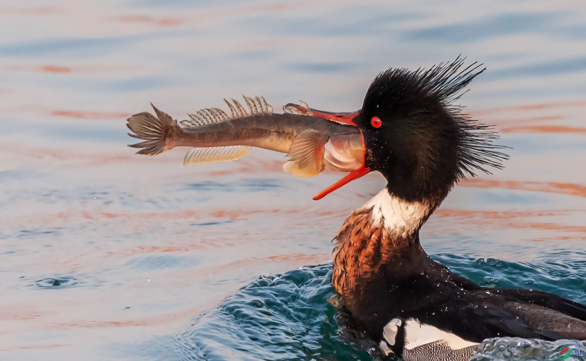 ������ɳѼ