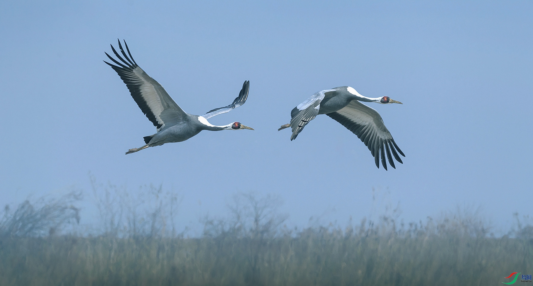 DSC_6606nnnn.jpg