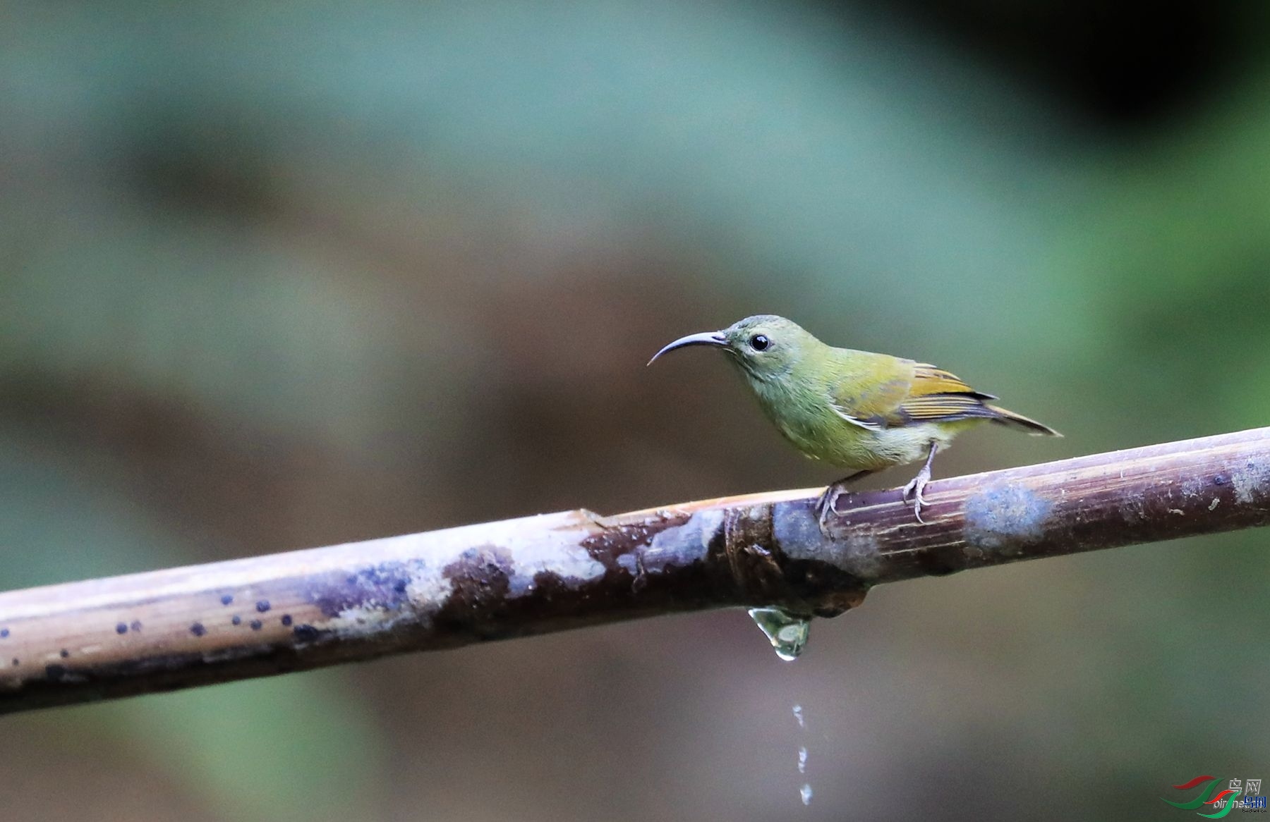 ЦЦ��ү  ��ʦ����������ʡ��ɽ��.jpg