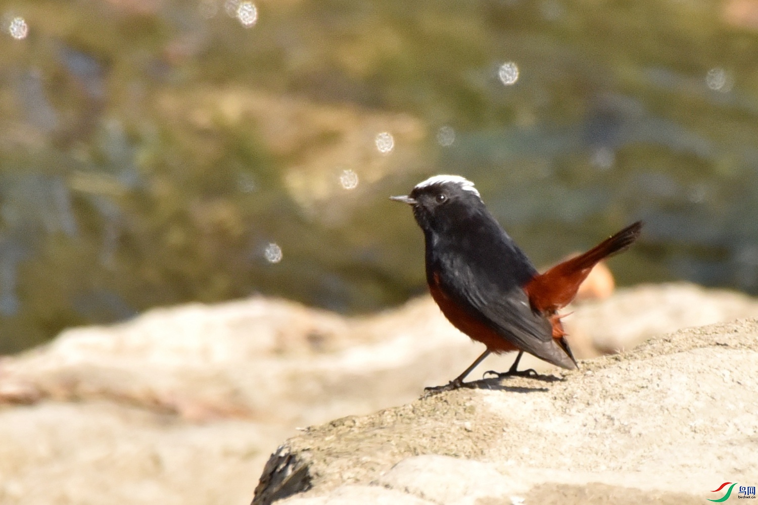 DSC_9504.JPG