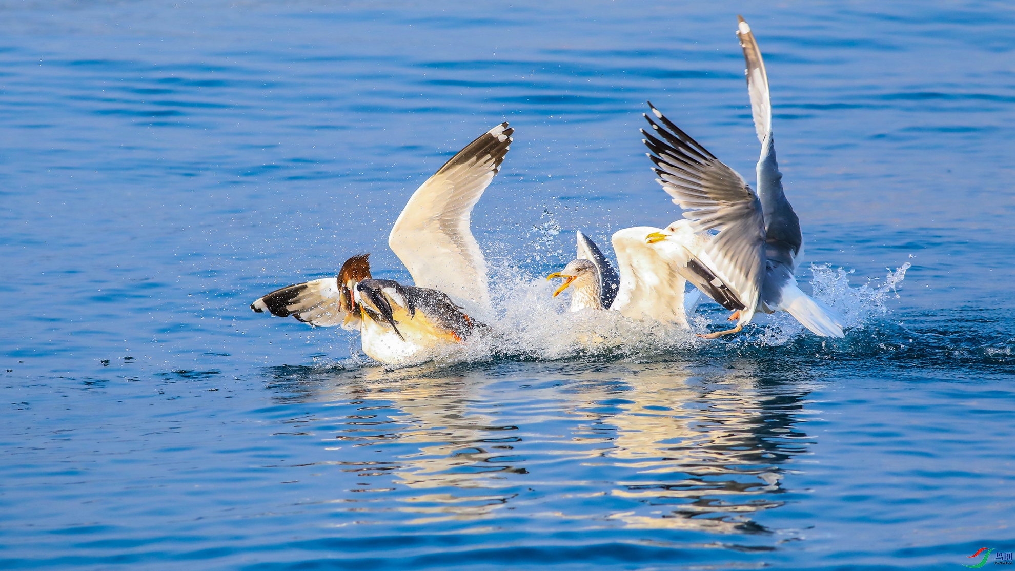 �����е�����ս