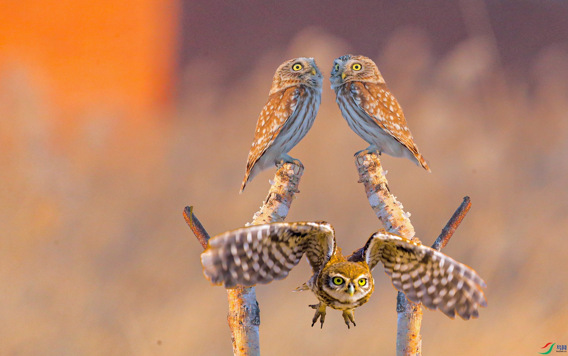 BE7W2065---���� - ����.jpg