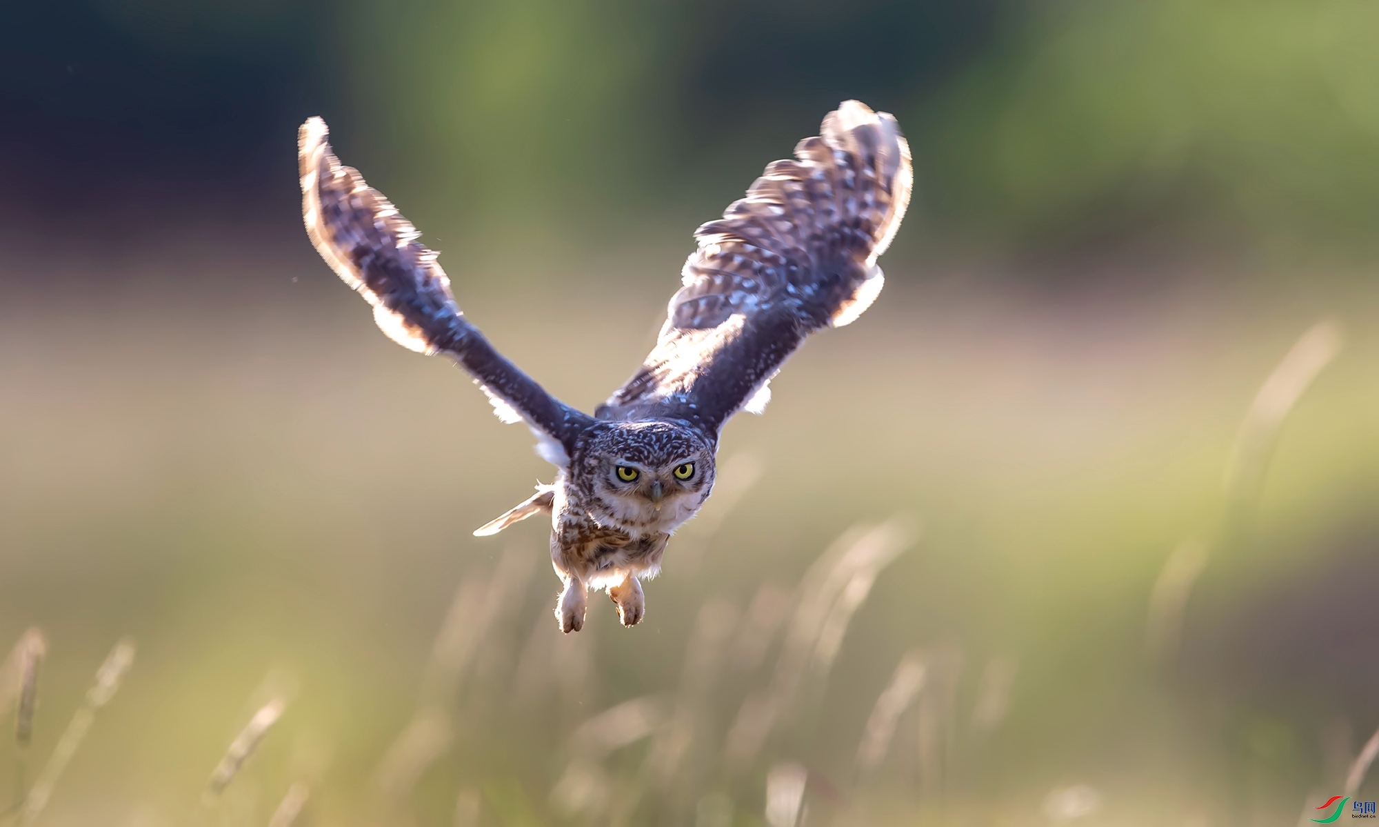 ���Ƹ�С�^