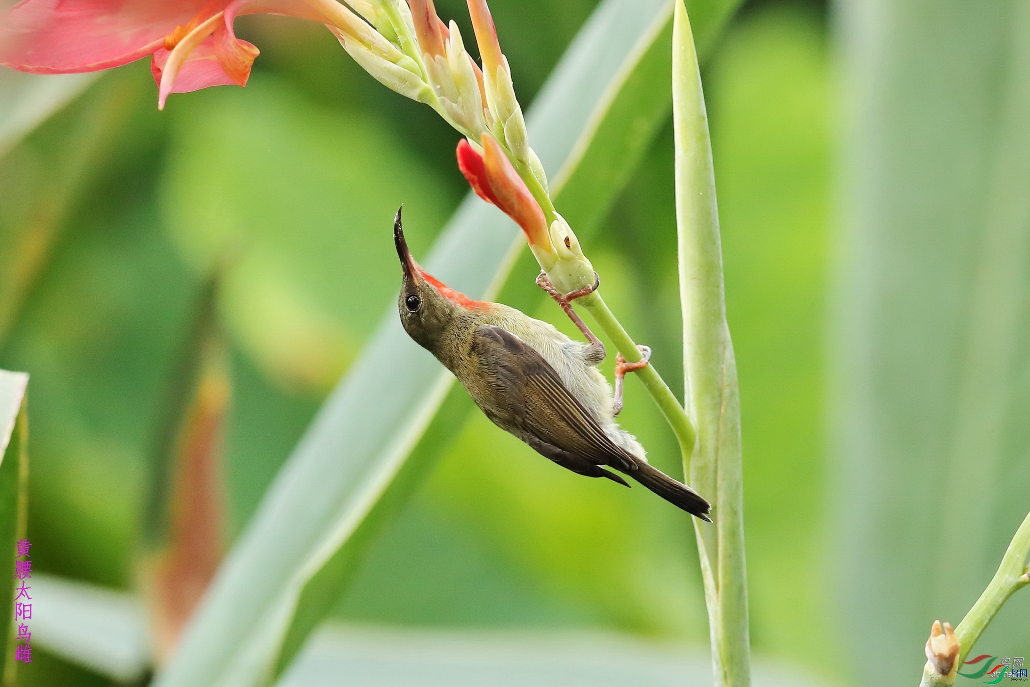 ����һ��ˮ  ��ʦ�����ڹ���׳��������������1.jpg